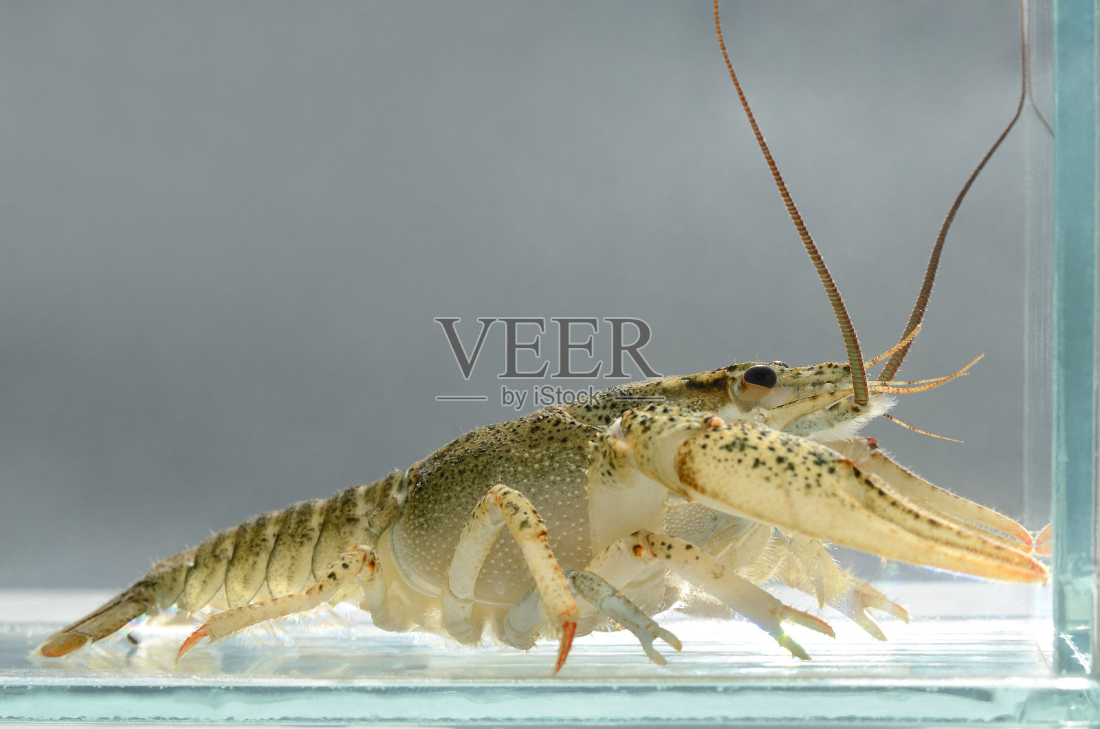 近距离观察水中的小龙虾。淡水甲壳类动物照片摄影图片