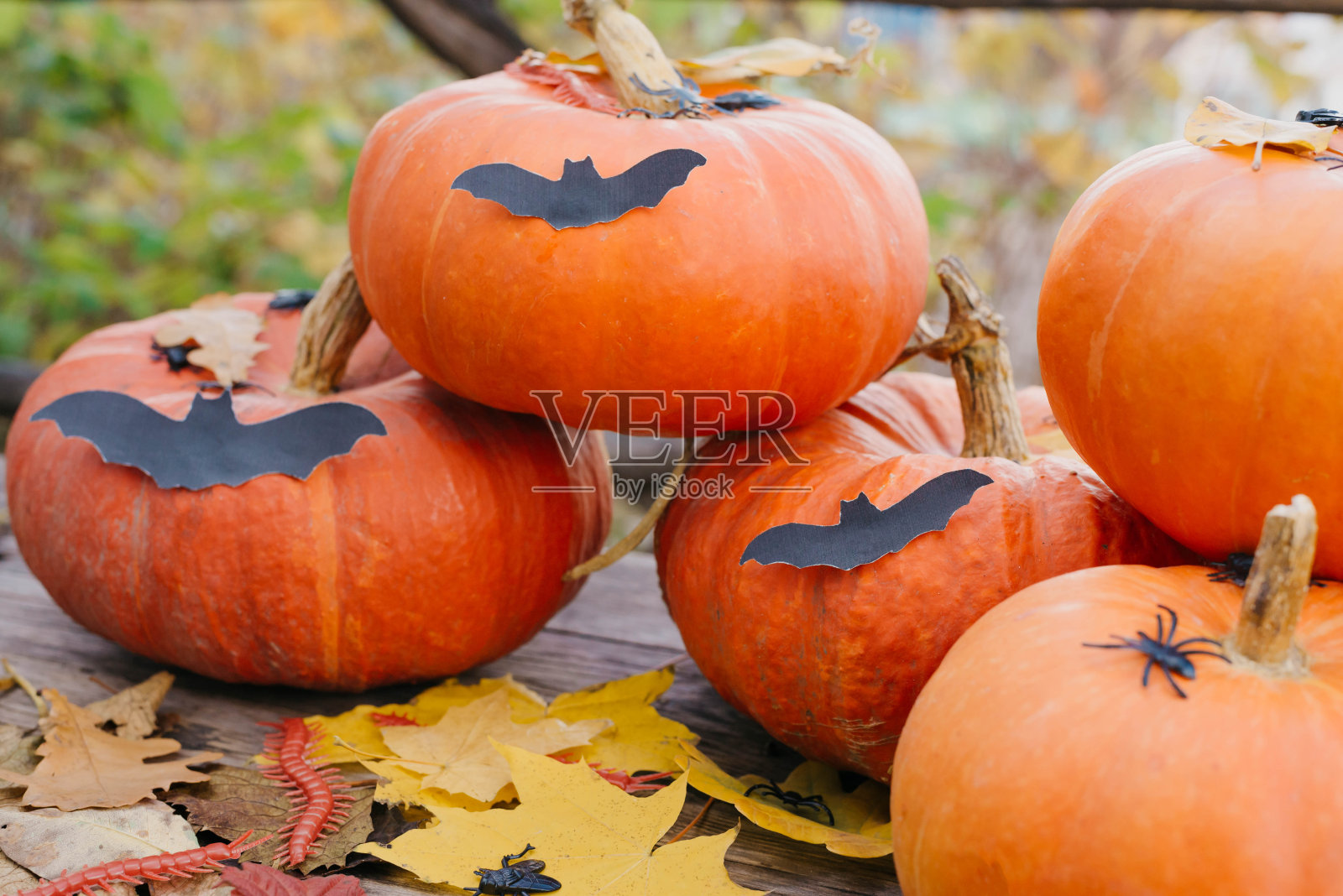 万圣节快乐,感恩节快乐。南瓜果和枫叶放在木桌上,收集秋收。传统的概念。照片摄影图片