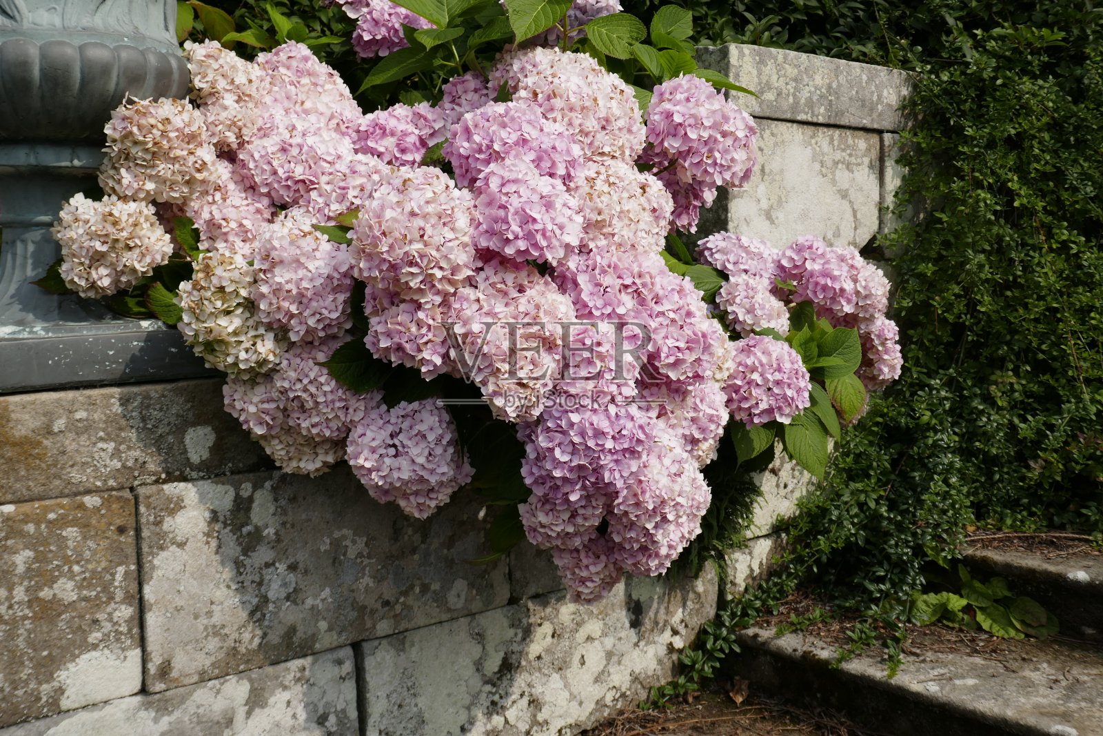 粉红色的绣球花越过石墙照片摄影图片