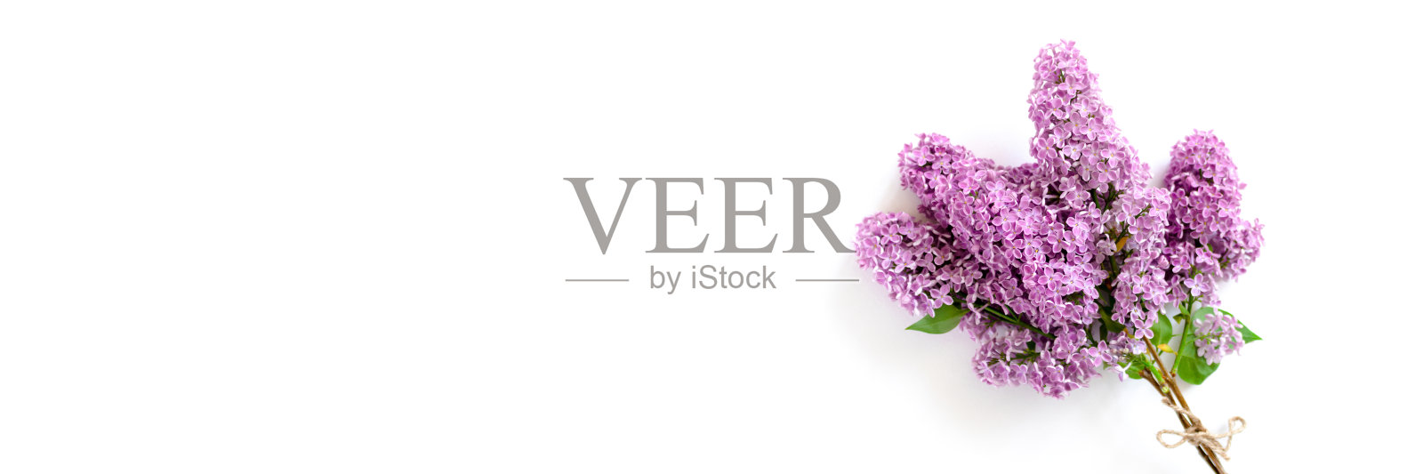 白色背景上有一束丁香花的横幅。照片摄影图片