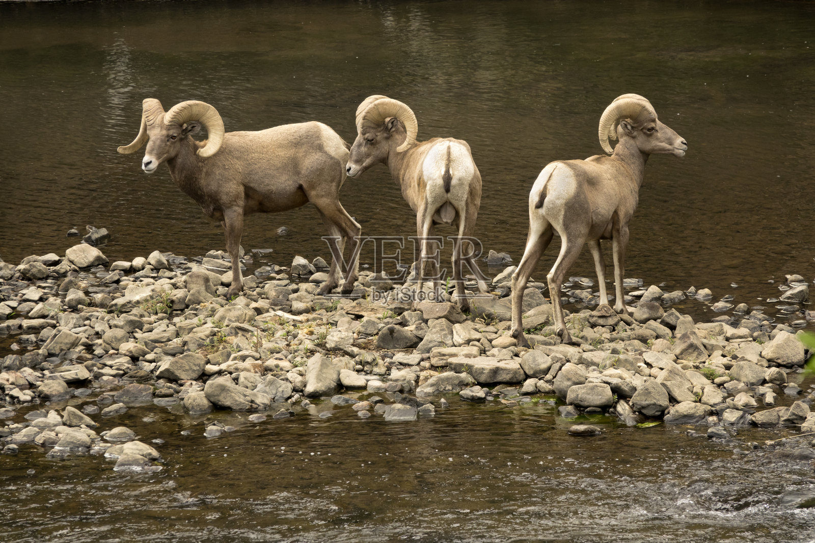 科罗拉多州南普拉特河的野生落基山大角羊和公羊照片摄影图片