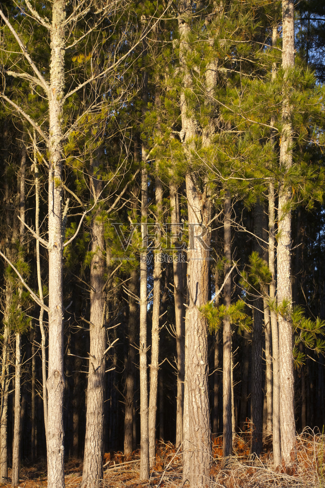 阳光背景下美丽的松树。照片摄影图片