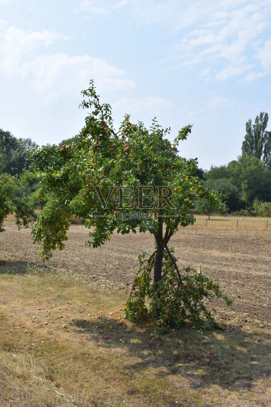因为果实太重而折断的苹果树照片摄影图片
