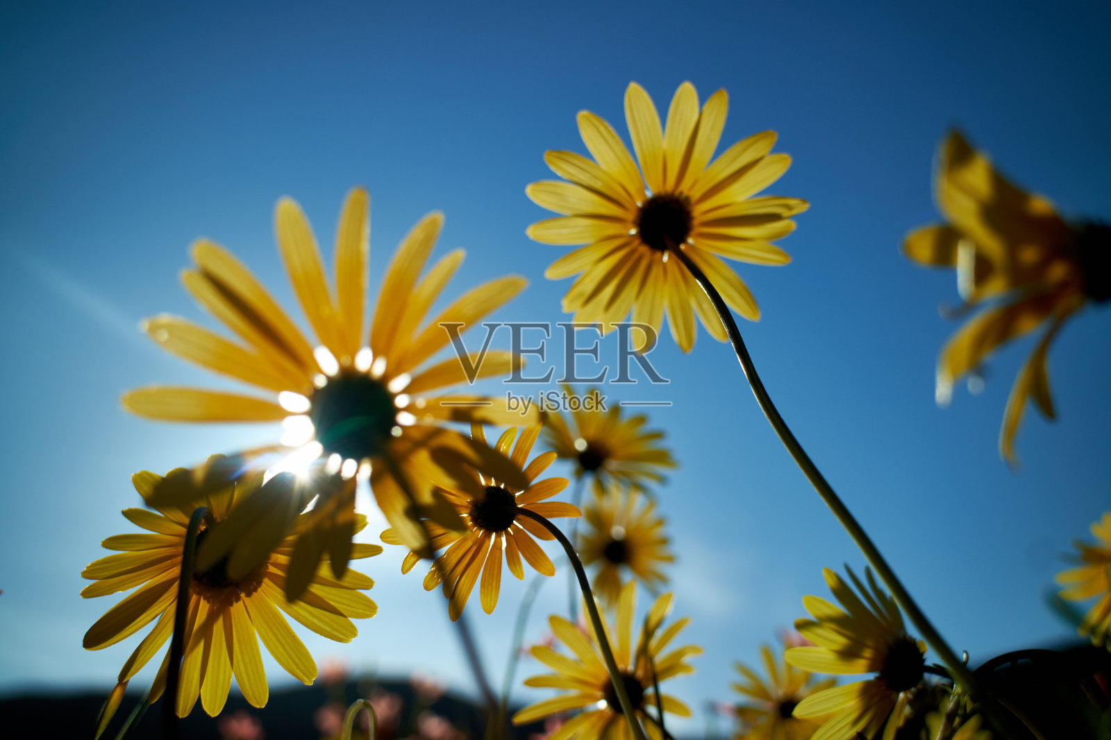 比杜谷 2照片摄影图片