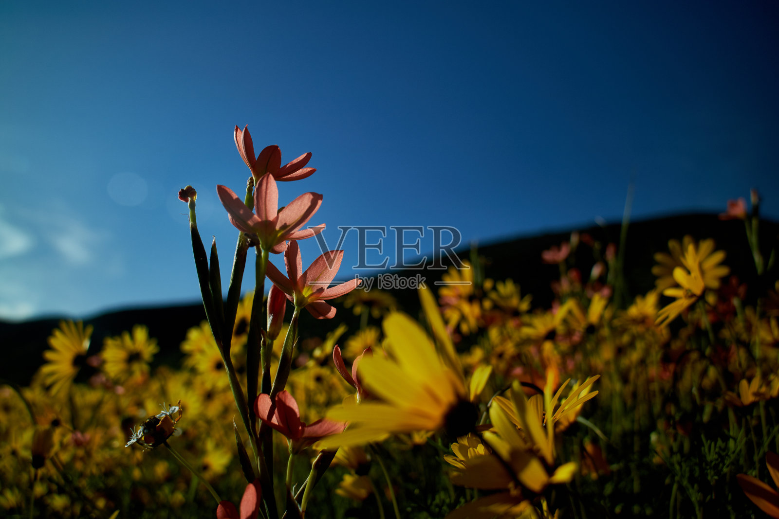 比杜谷 2照片摄影图片