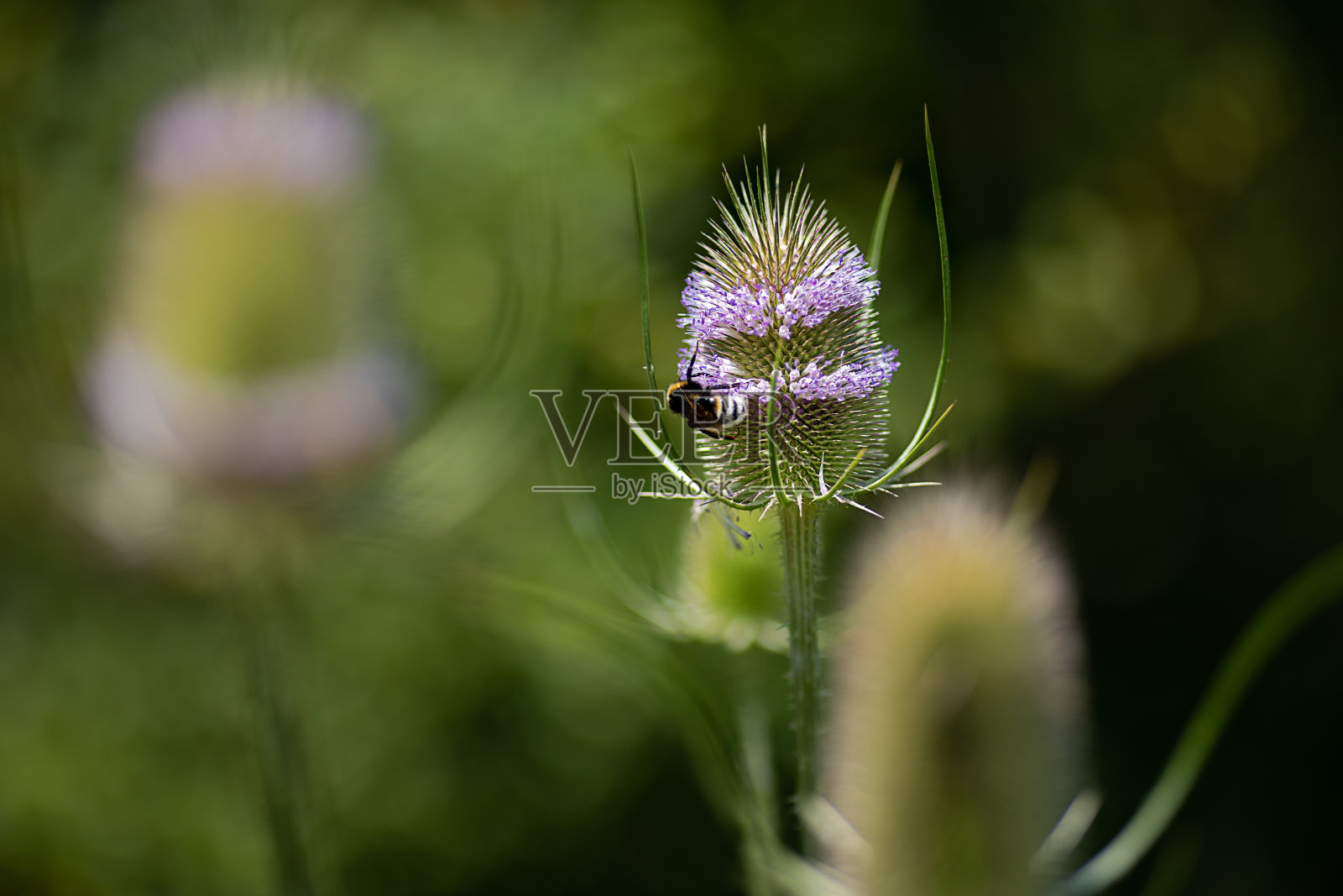 盛开的野续断和一只昆虫在绿色模糊的背景前照片摄影图片