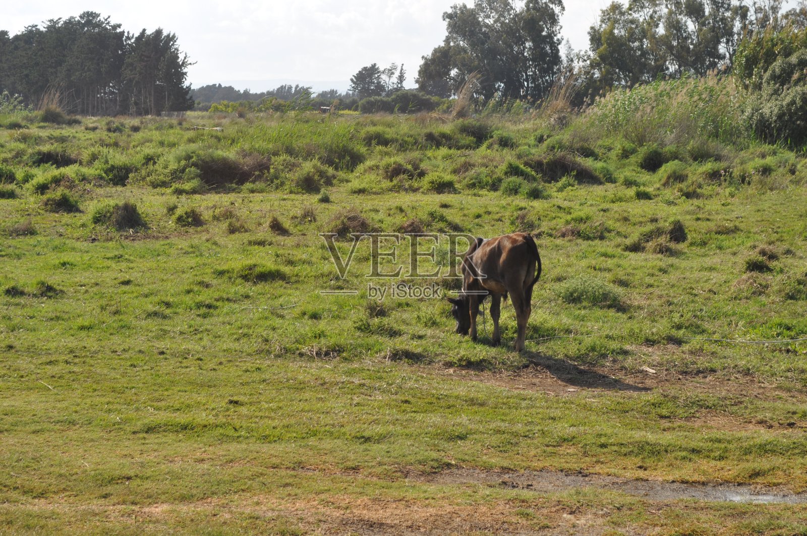 奶牛是自然环境中的美丽动物照片摄影图片