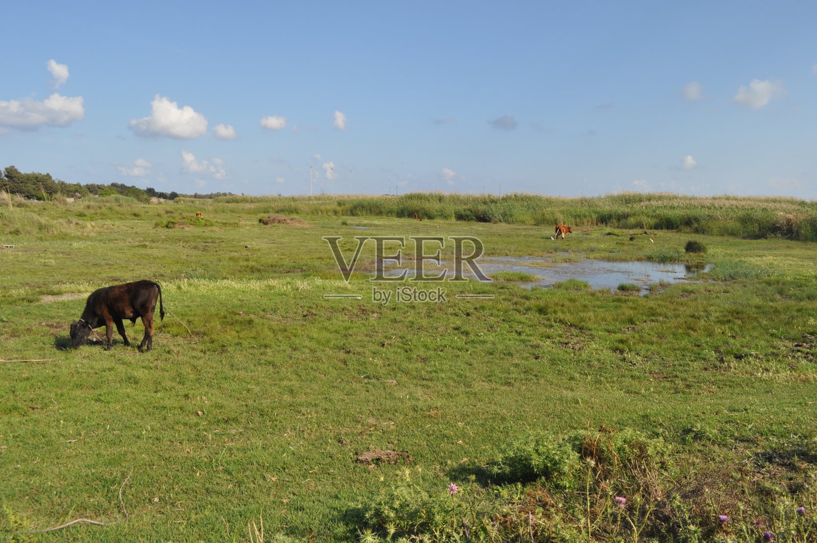 奶牛是自然环境中的美丽动物照片摄影图片