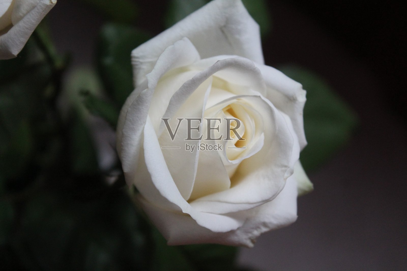 白玫瑰照片摄影图片