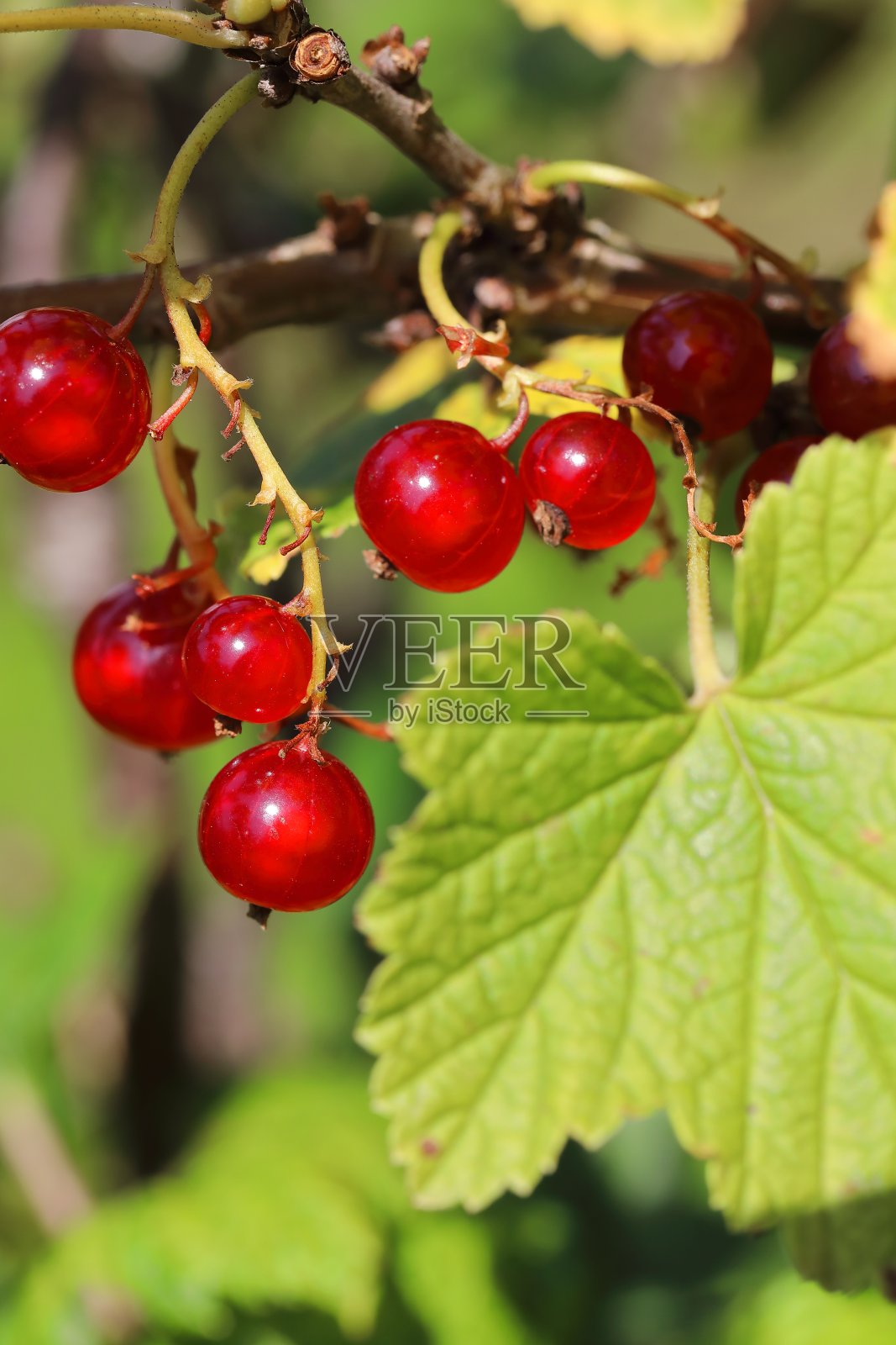 一簇准备采摘的有机红醋栗照片摄影图片