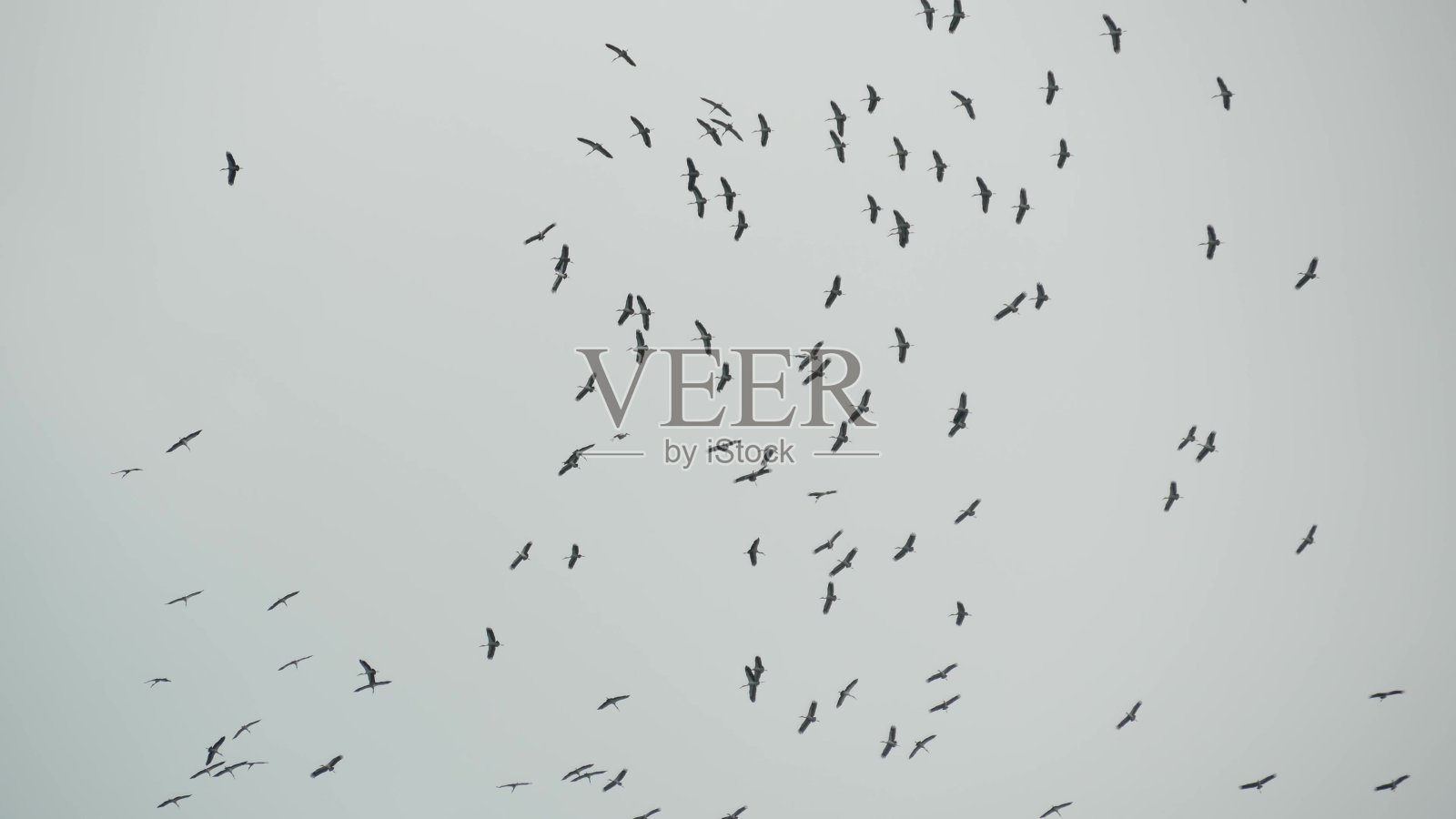 下面,一群鹳在灰色多云的天空中飞翔。飞翔的鸟儿的剪影,象征着自由和自然。保护环境的理念和濒危物种的动物照片摄影图片