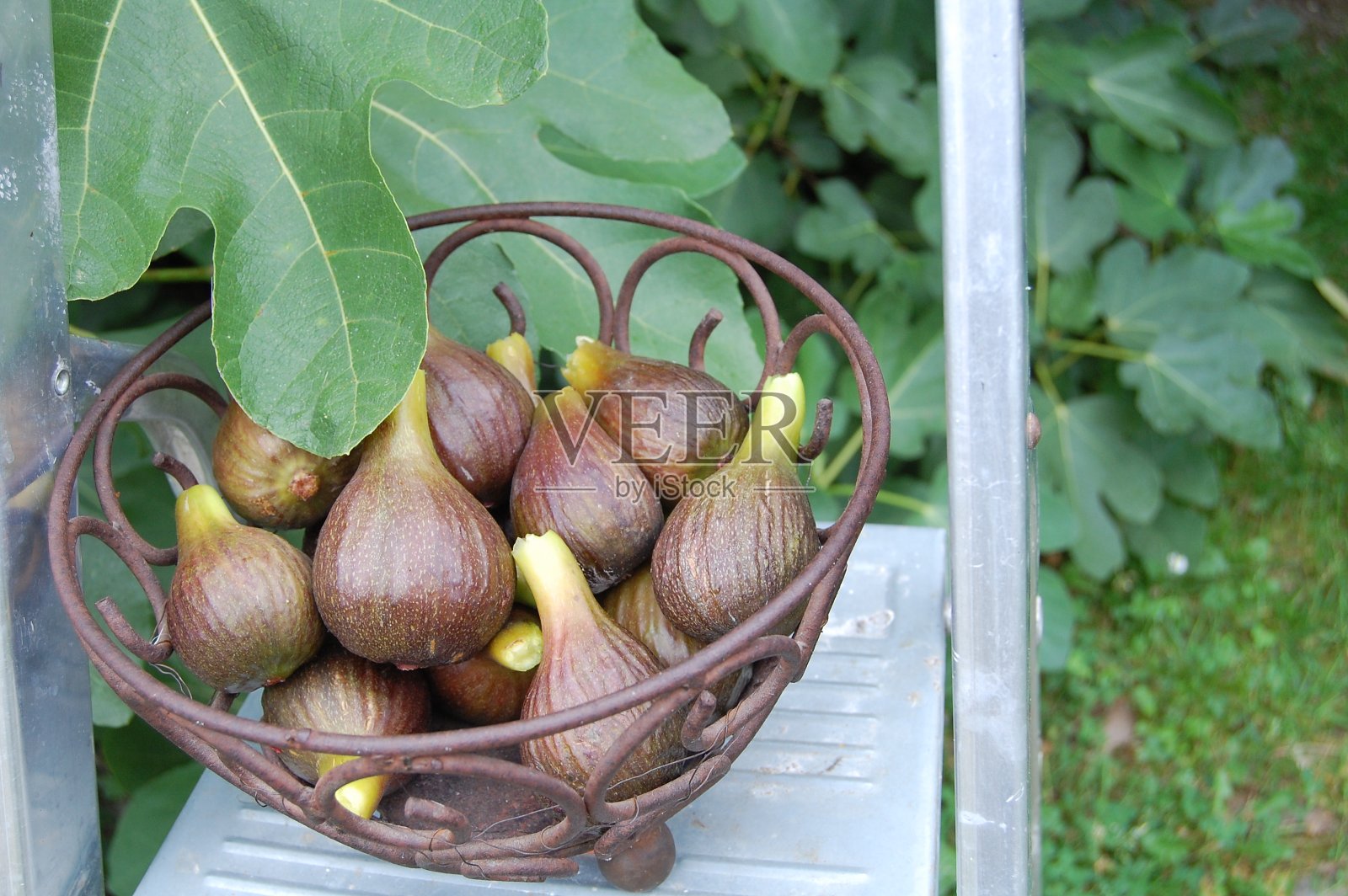 一碗刚摘下来的无花果放在梯子上的树前面。照片摄影图片