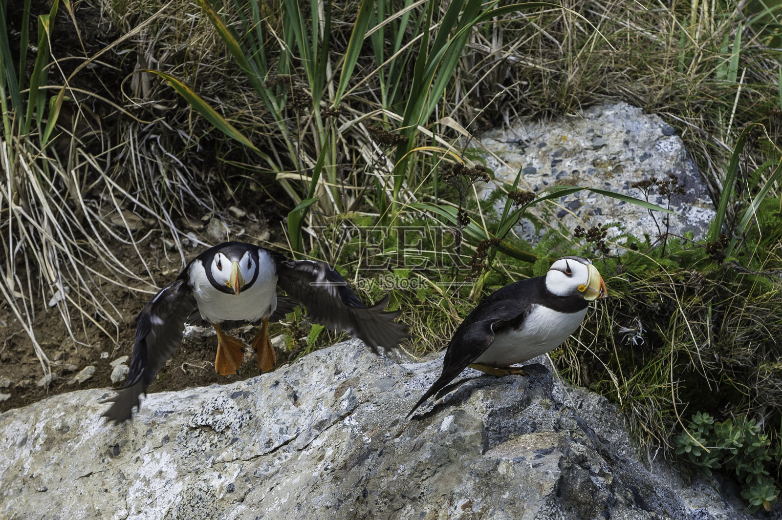 有角的海雀,来自阿拉斯加克拉克湖国家公园鸭子岛。照片摄影图片