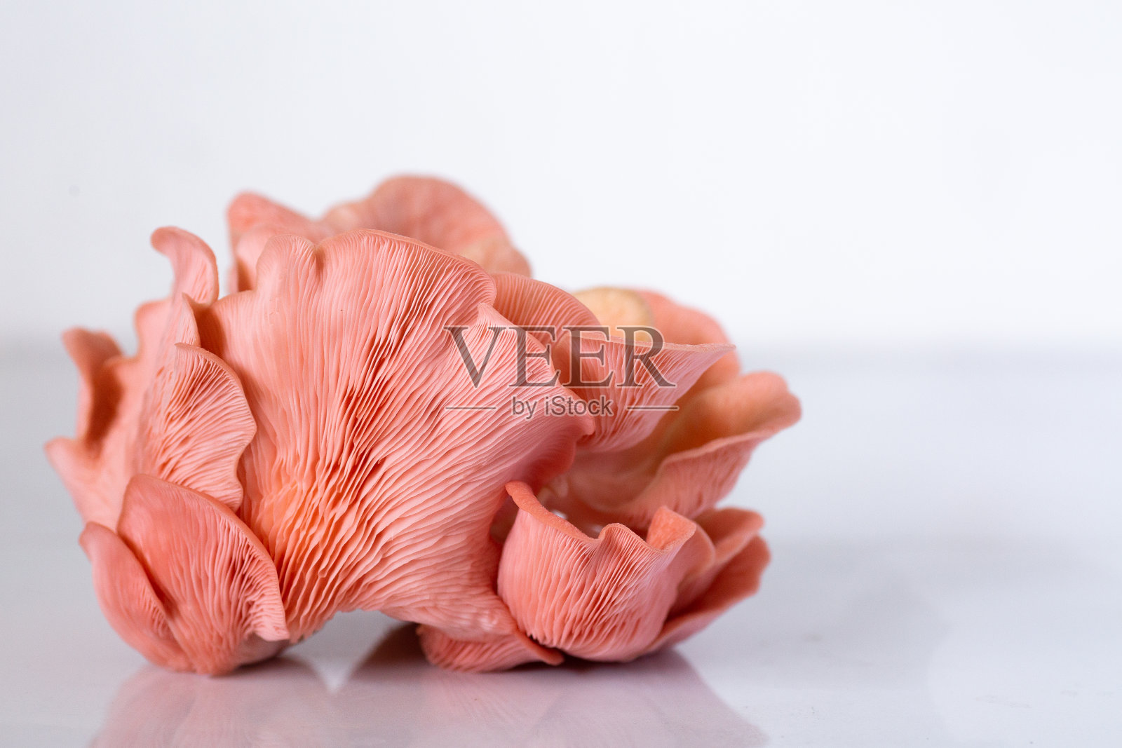粉红色的平菇簇在白色上照片摄影图片