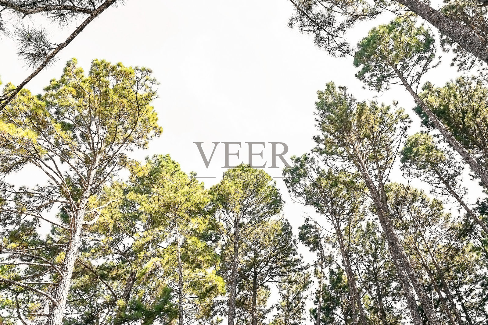 松树叶和茎的背景照片摄影图片