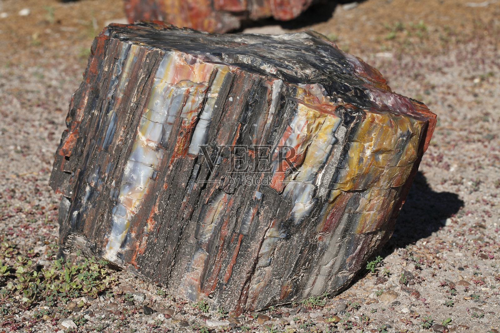 石化森林国家公园照片摄影图片