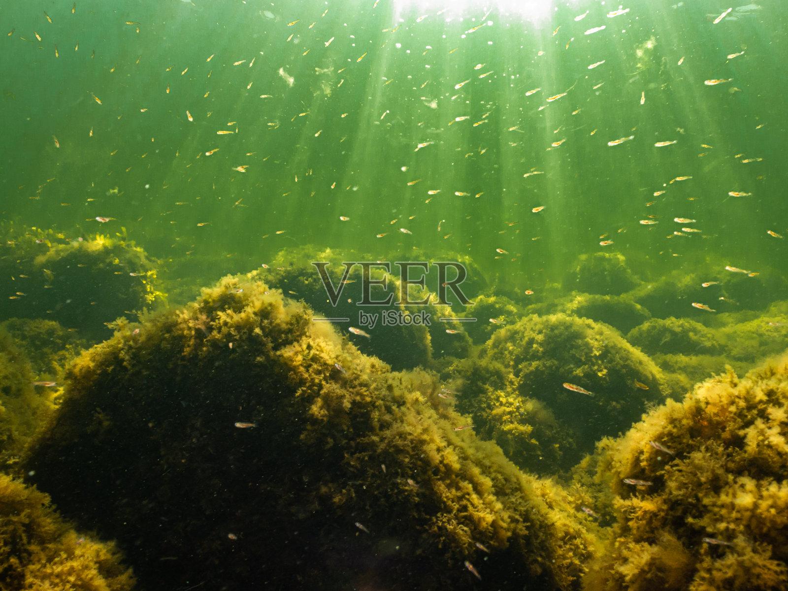 阳光穿透绿色的海水和覆盖着黄色海藻的石头。水里小鱼多照片摄影图片