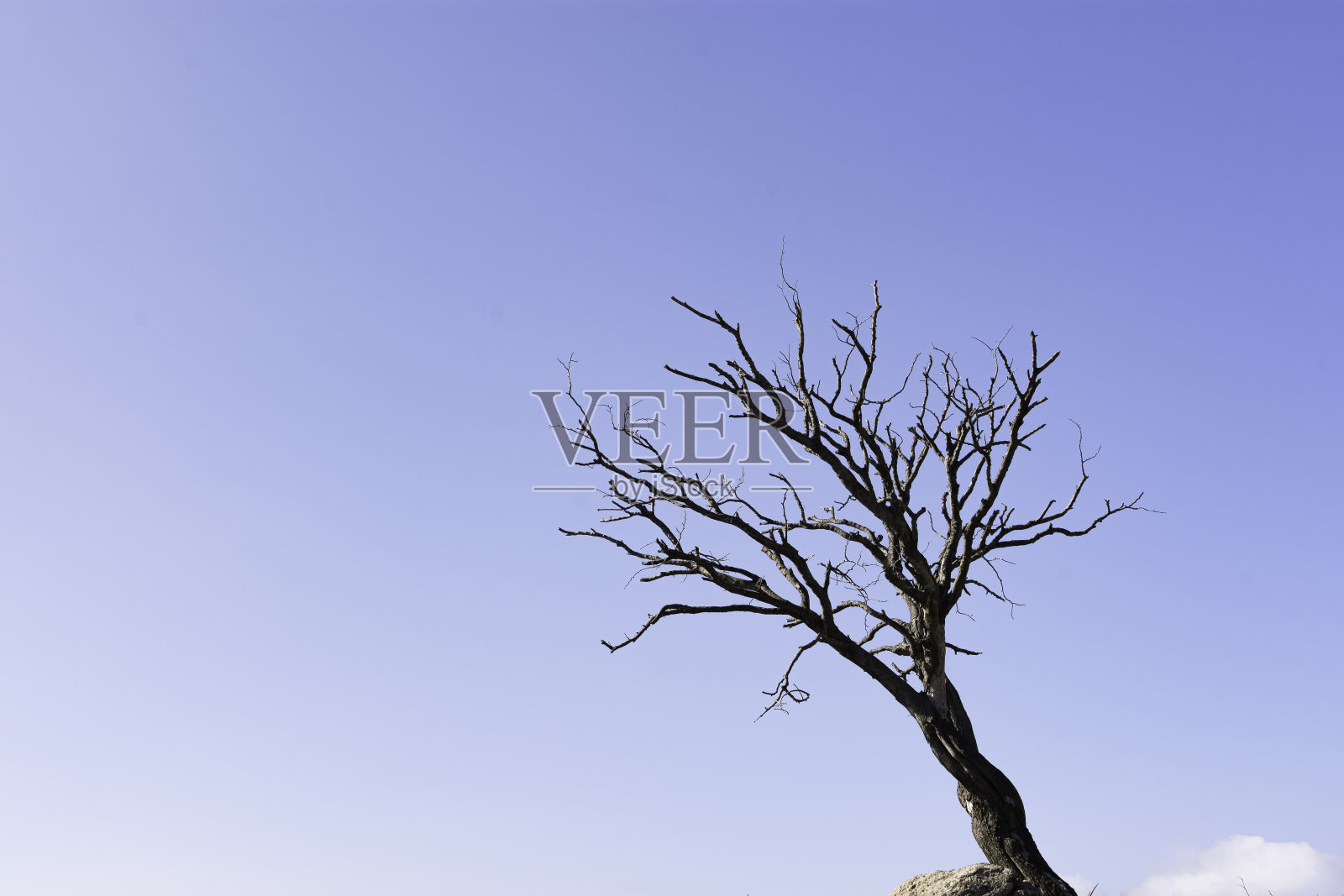 枯树与天空照片摄影图片
