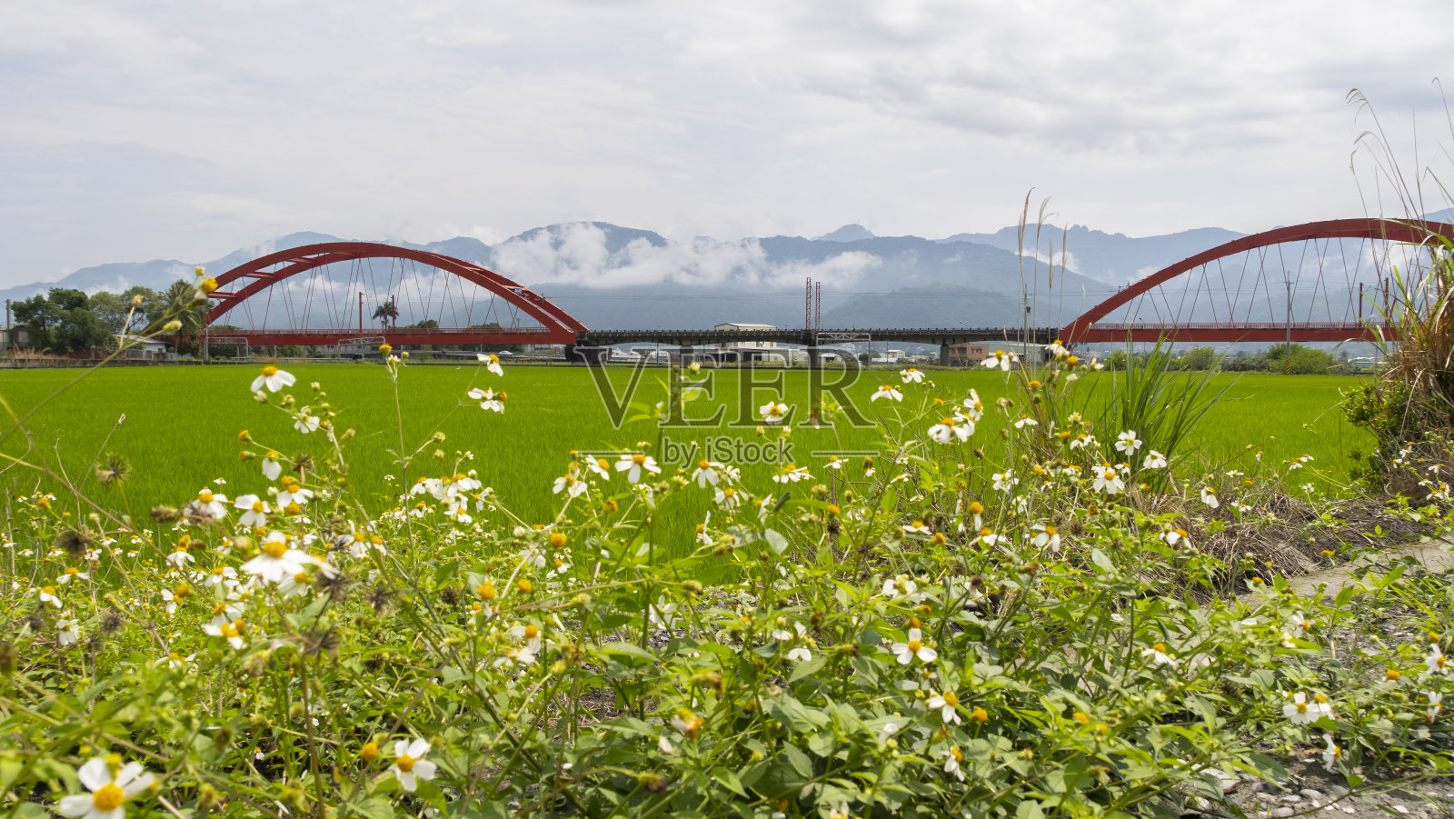 台湾花莲玉丽红桥、火车、稻田景观。照片摄影图片