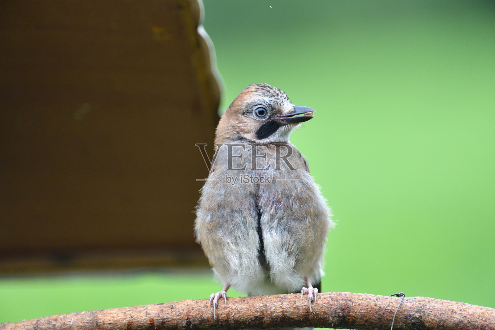 用饲料架在树枝上观察的欧亚松鸦照片摄影图片