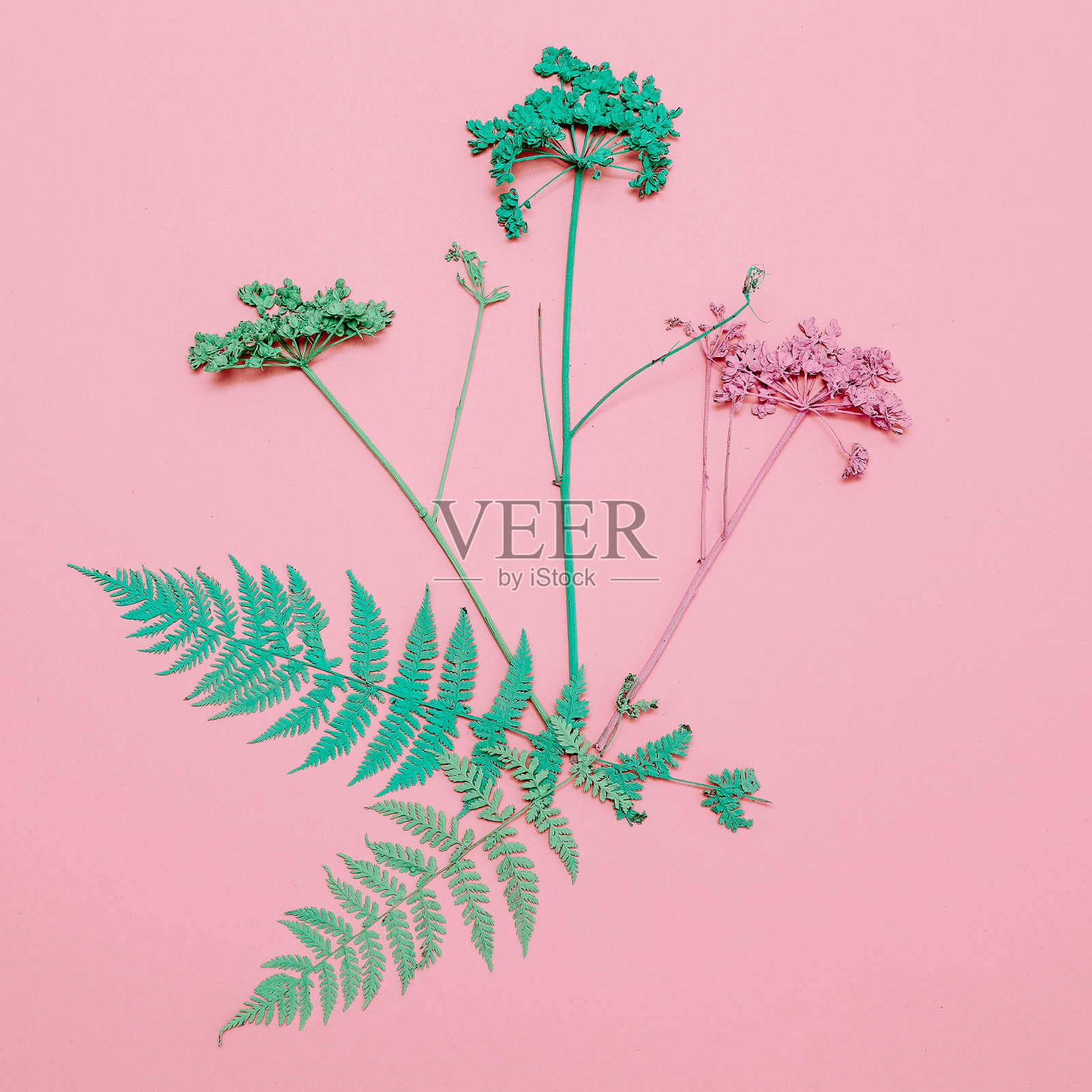 创意俯视图平铺秋日构图,画鲜花,极简香草艺术照片摄影图片