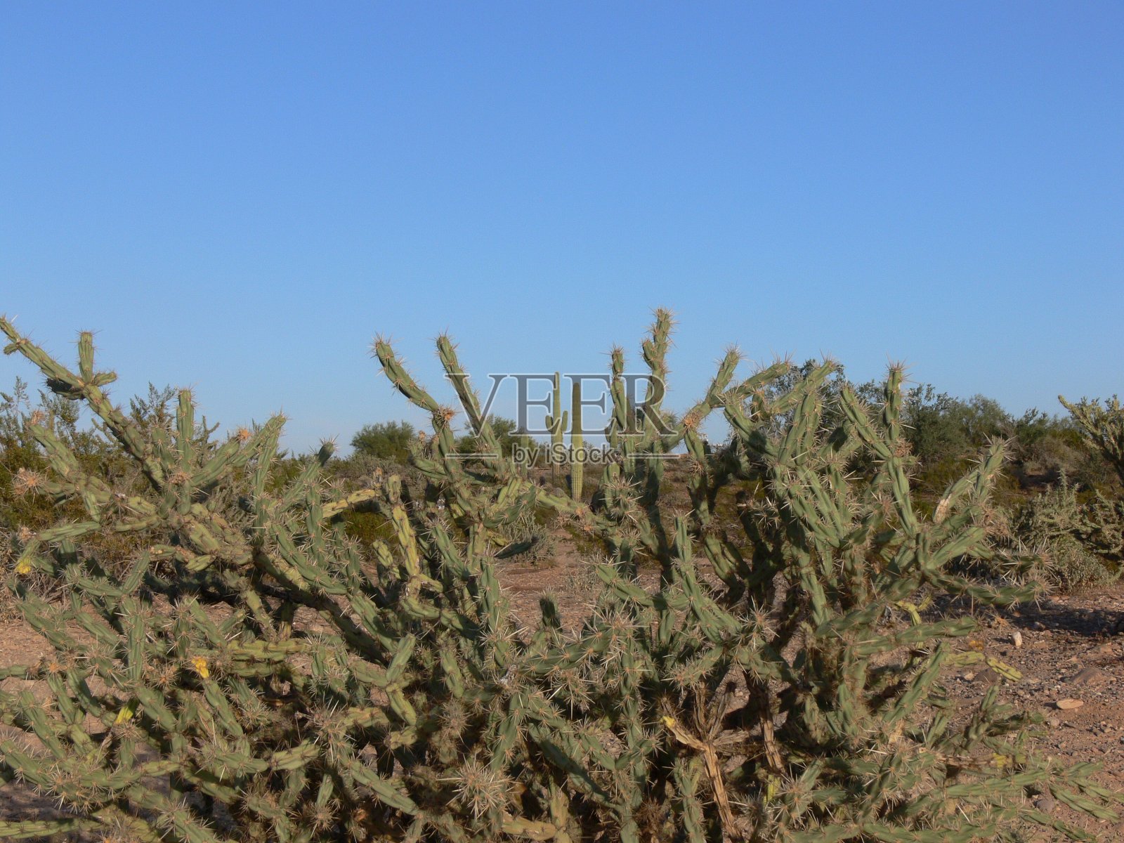 仙人掌沙漠仙人掌照片摄影图片