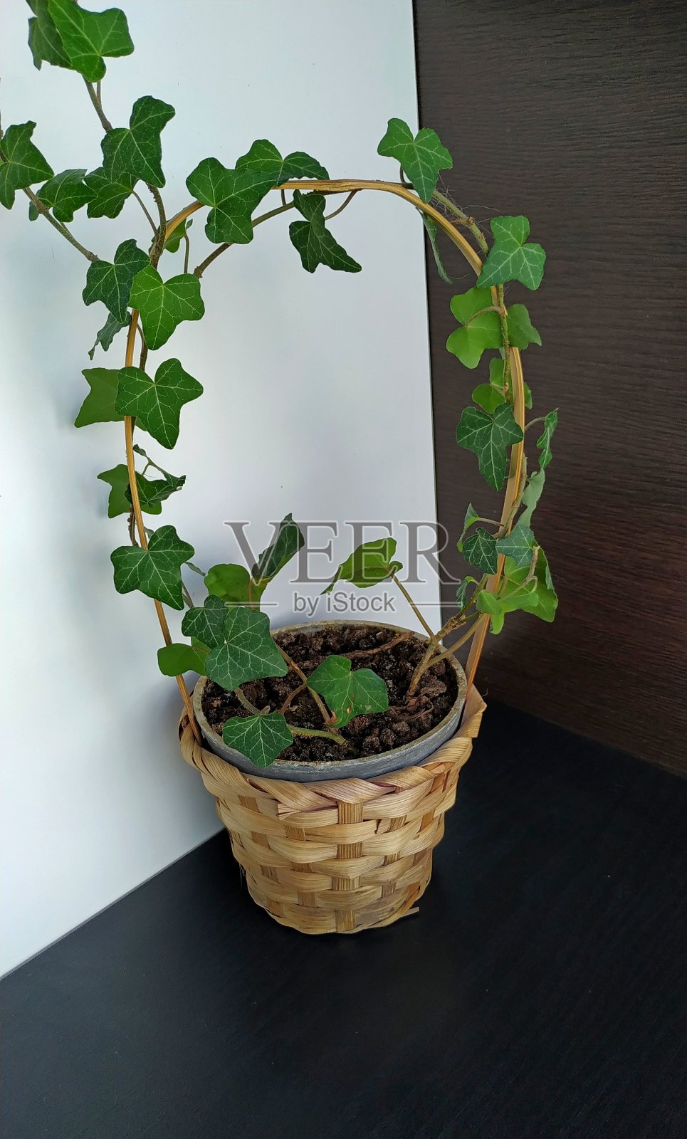 长在柳条篮子里的常春藤照片摄影图片