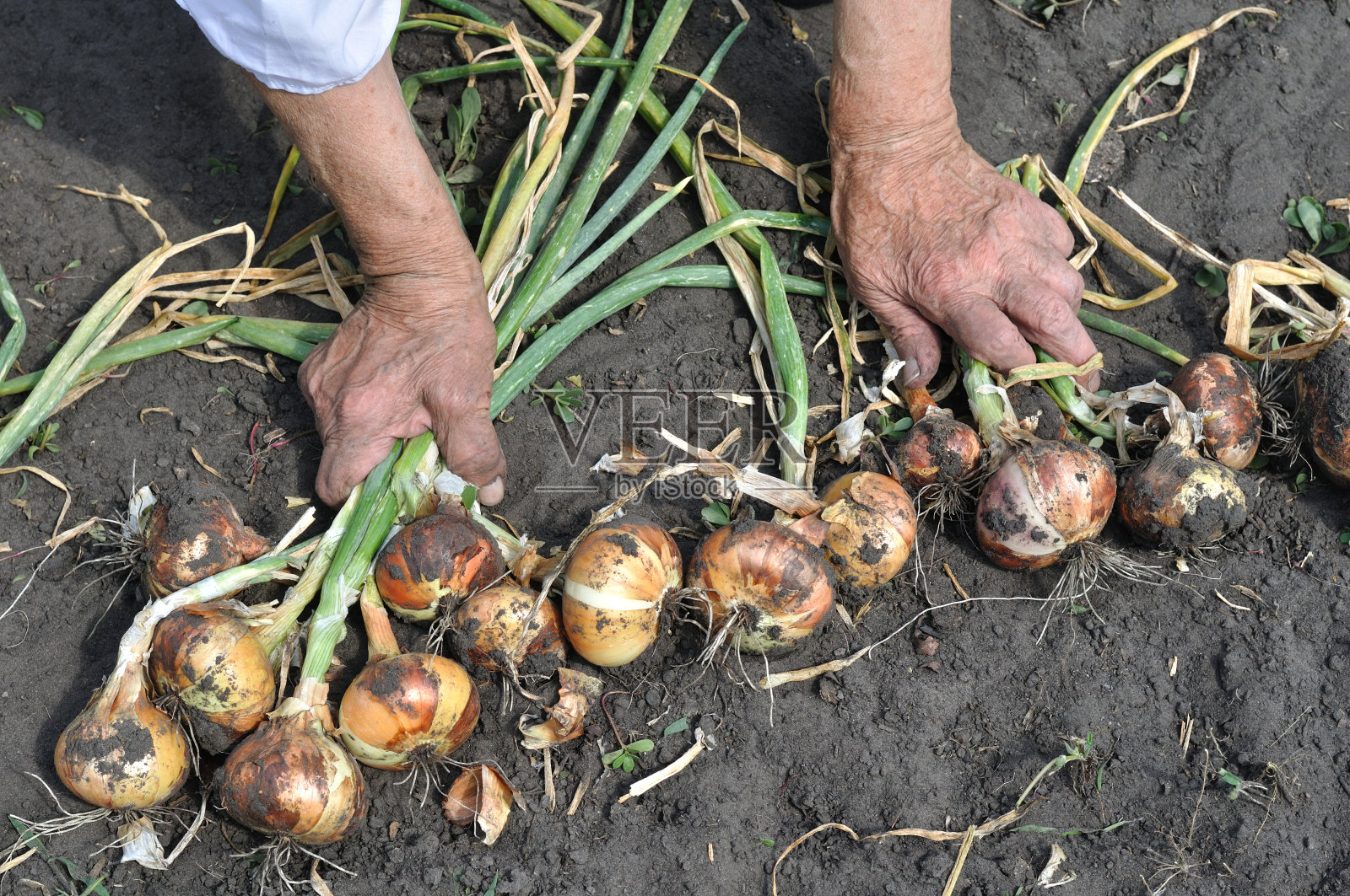 园丁的手收割成熟的有机洋葱照片摄影图片