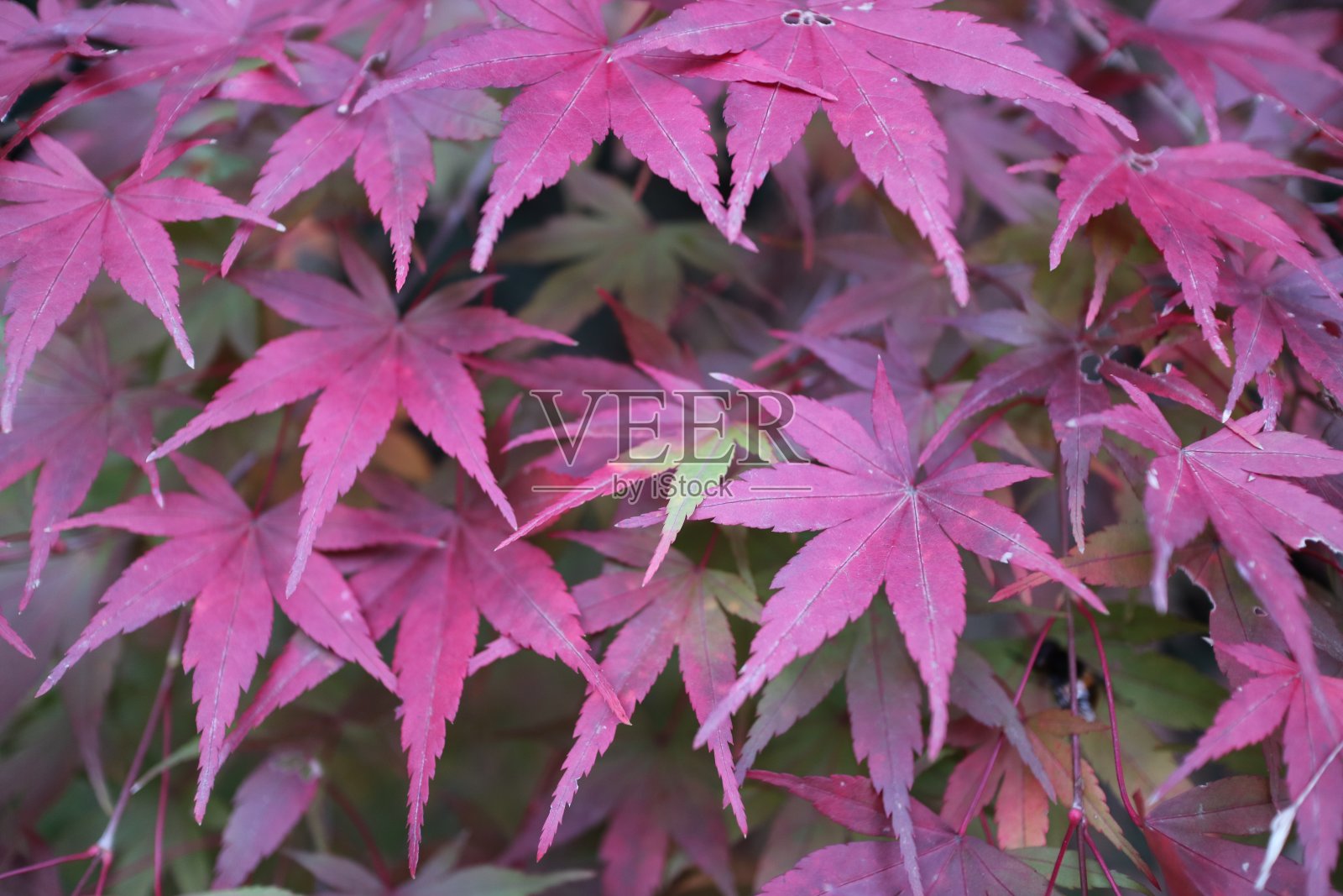 在日本,枫叶变红了照片摄影图片