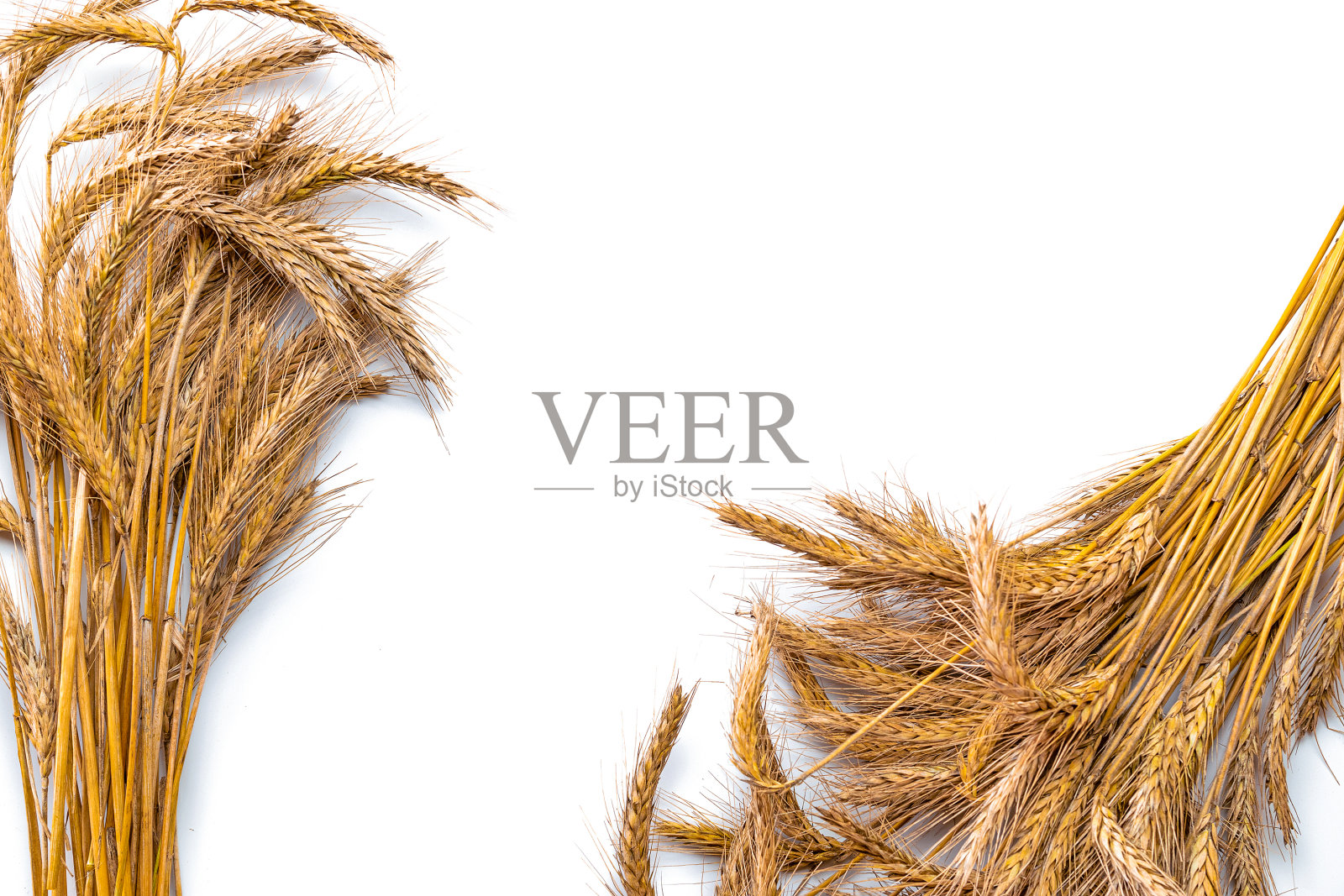 谷物孤立。整个,大麦,收获的小麦芽。小麦穗子或黑麦穗子植株孤立在白色背景上,作谷物面包粉。顶视图,断路。照片摄影图片