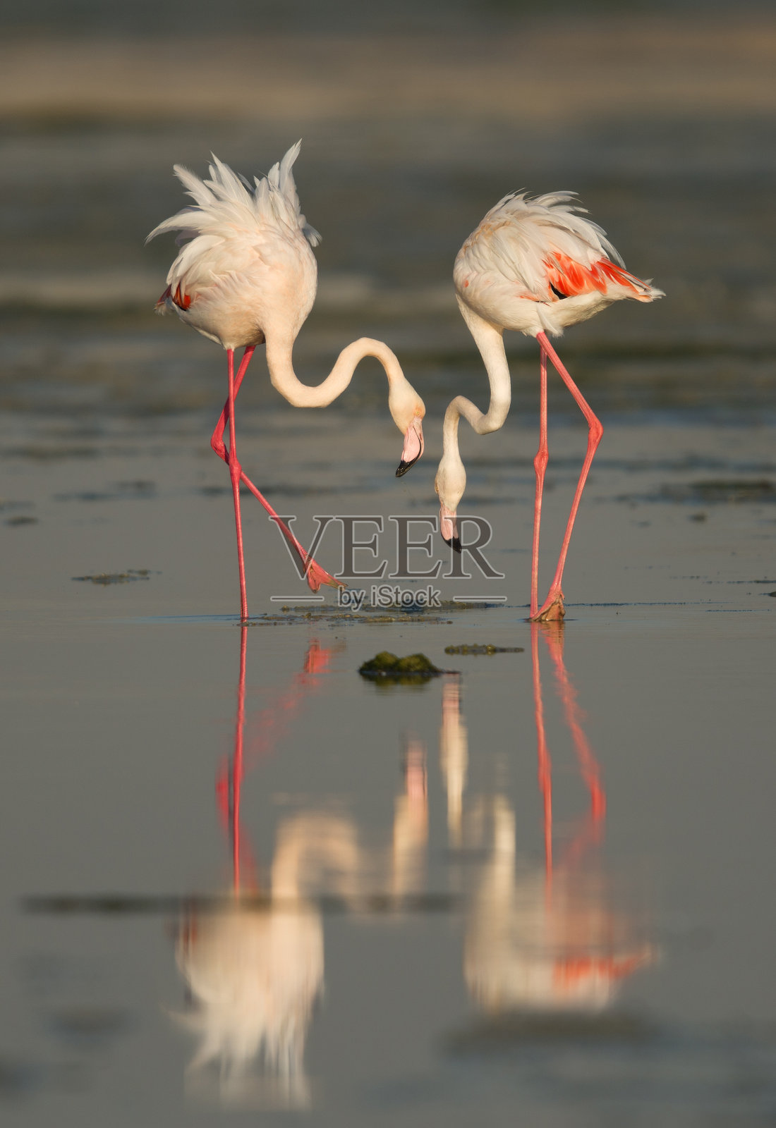 美丽的群居涉禽:火烈鸟照片摄影图片