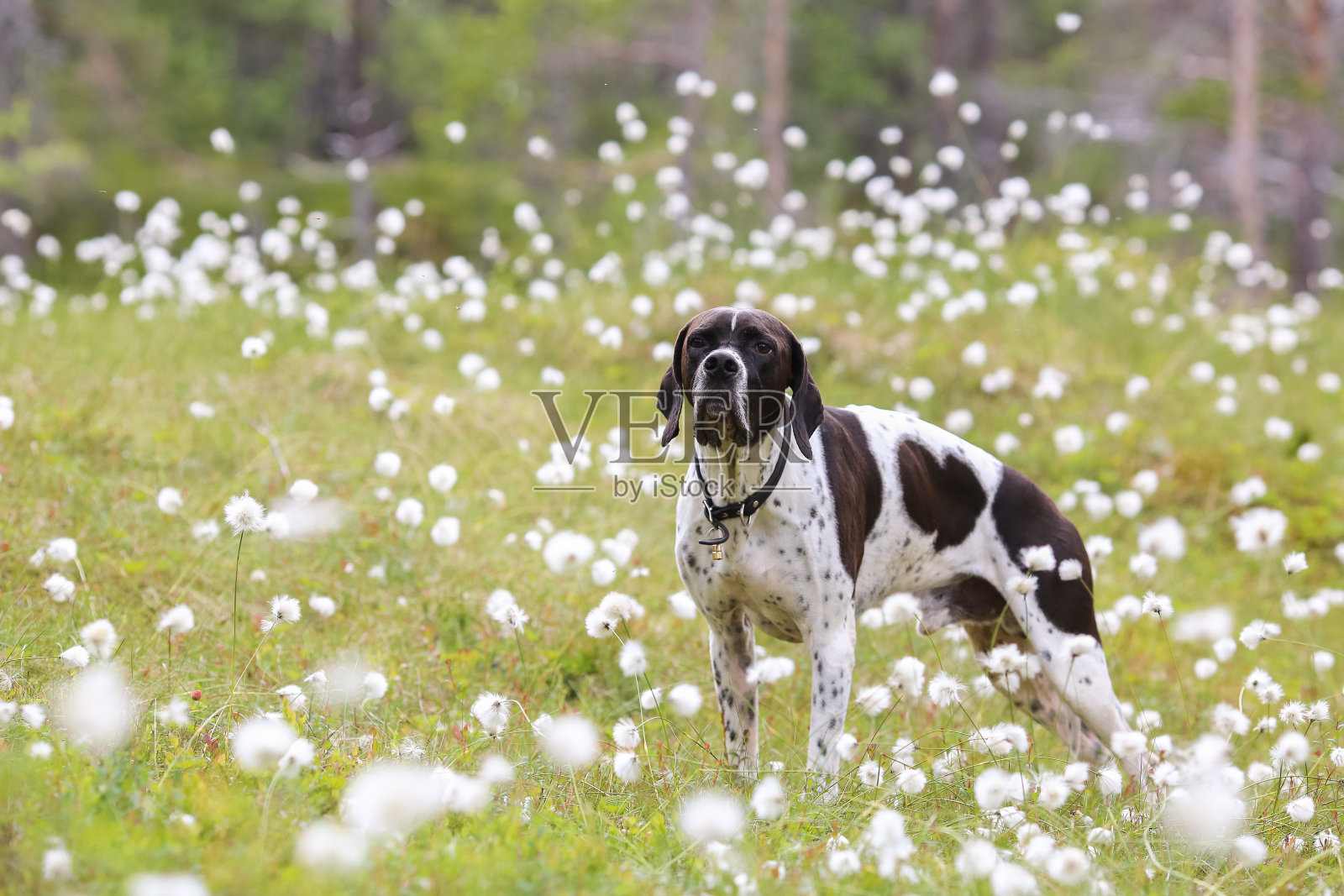 狗英语指针照片摄影图片