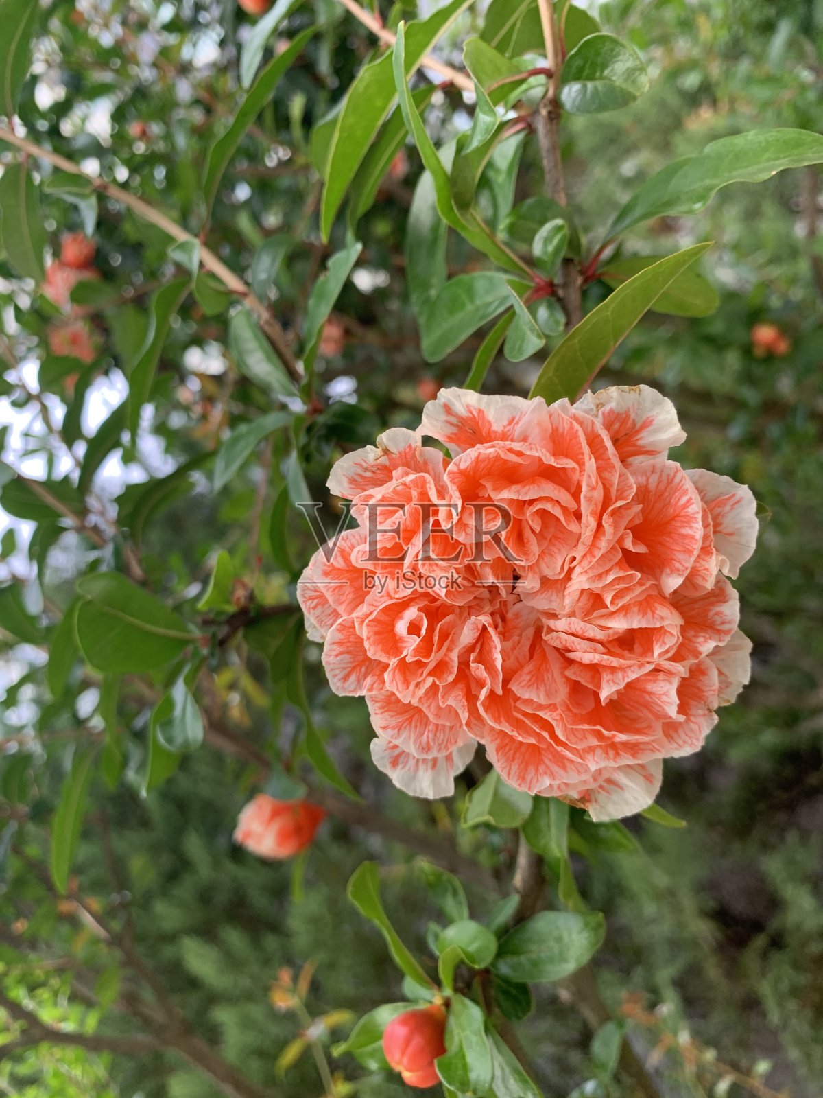 弗雷德花照片摄影图片