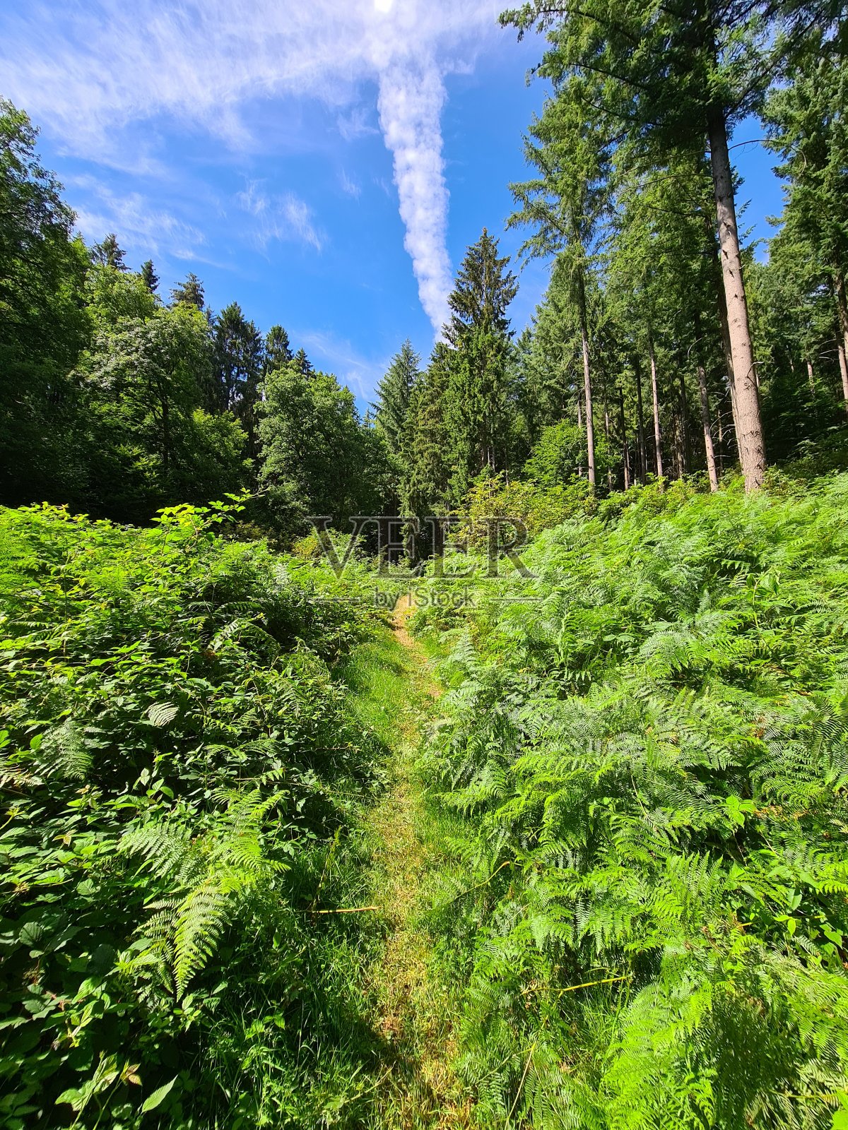 到森林里照片摄影图片