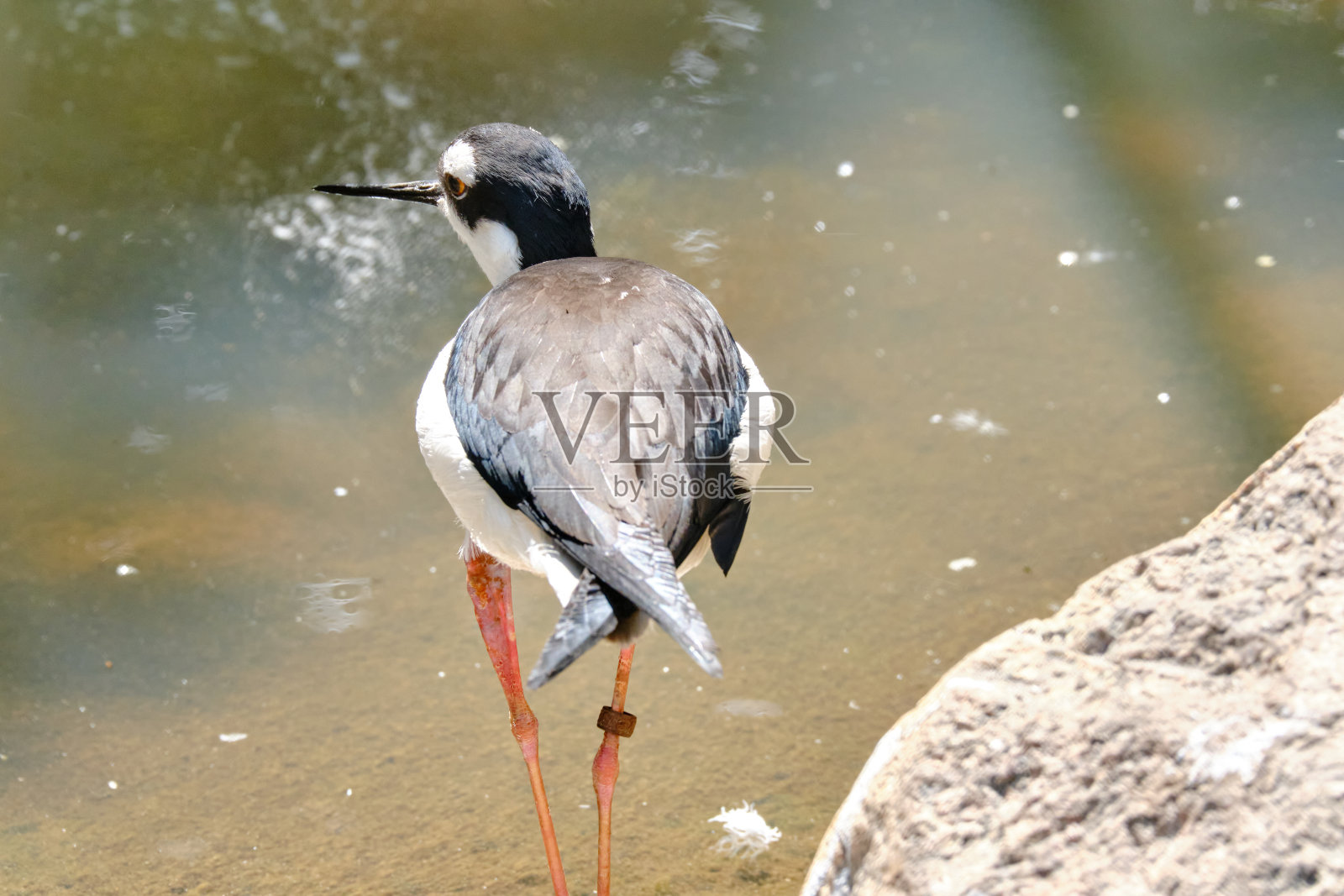 从上面看,智利田凫在海滨行走照片摄影图片