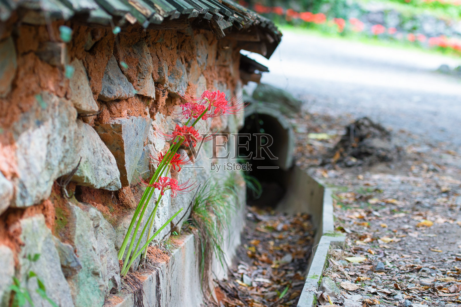 红蜘蛛百合,韩国的风景照片摄影图片