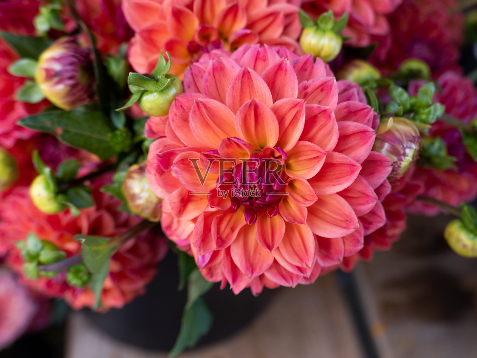 一束粉红色的大丽花照片摄影图片