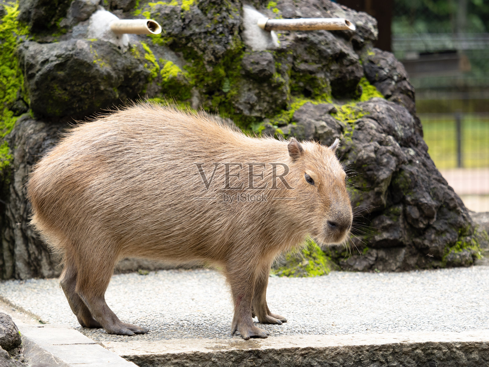 水豚照片摄影图片