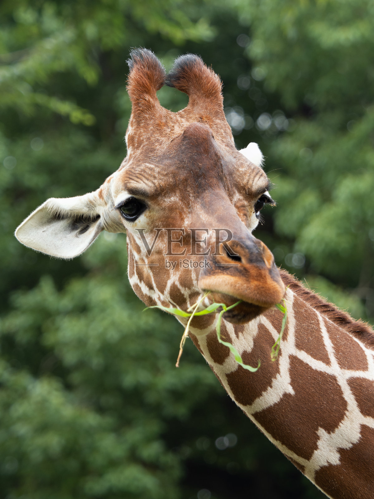 长颈鹿照片摄影图片