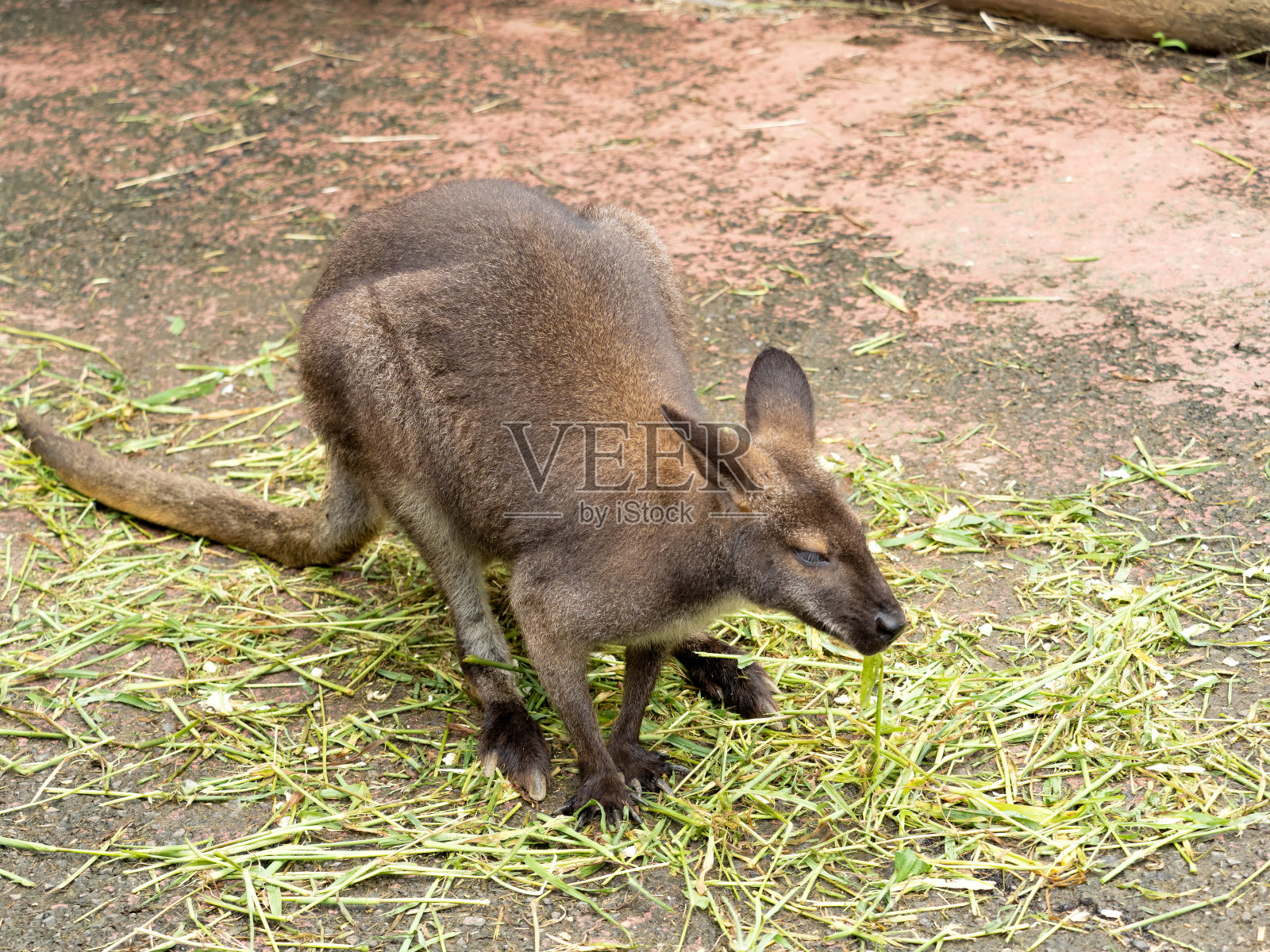 班纳特的红小袋鼠照片摄影图片