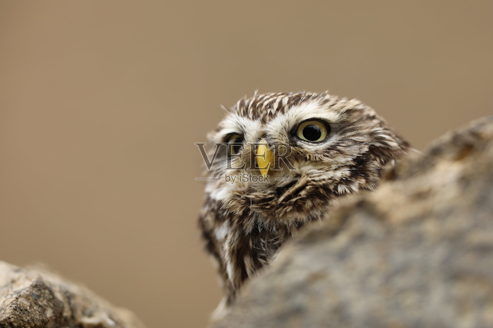 小猫头鹰在大自然的栖息地,捷克的雅典娜夜蛾,在石墙上。照片摄影图片