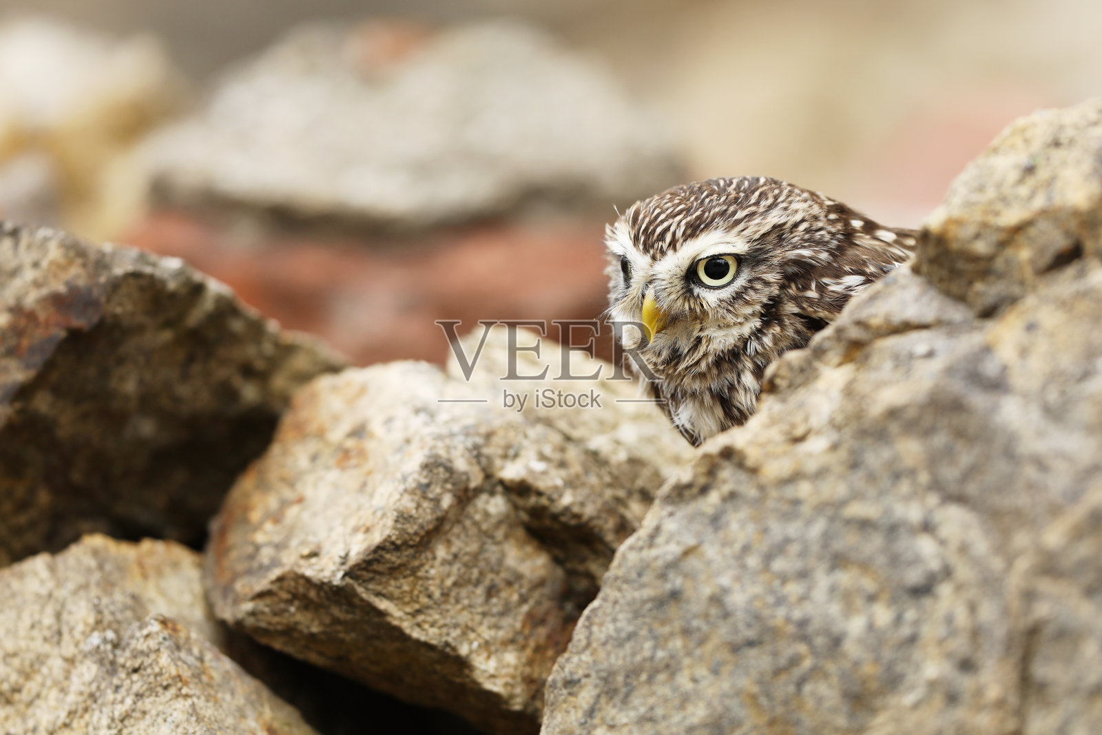 小猫头鹰,雅典娜夜鸟,在古老的城市栖息地,石墙,捷克共和国。照片摄影图片