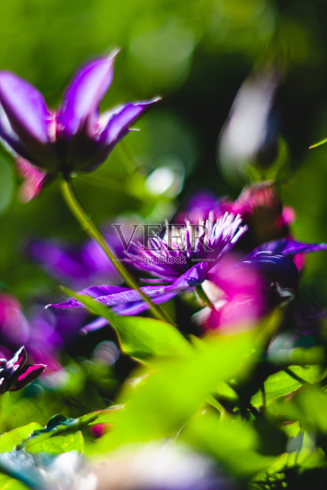 铁线莲花在阳光与美丽的散景模糊的背景照片摄影图片