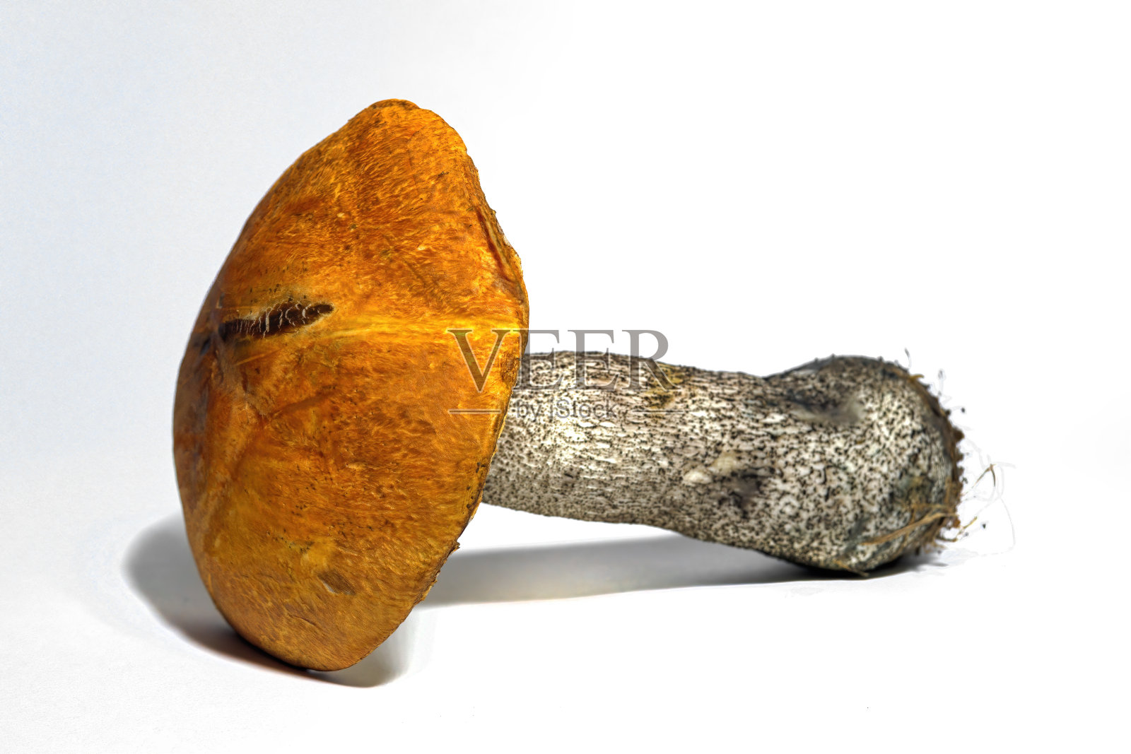 凝集菇孤立在一个白色背景特写。白色背景上的一整只可食用蘑菇。照片摄影图片