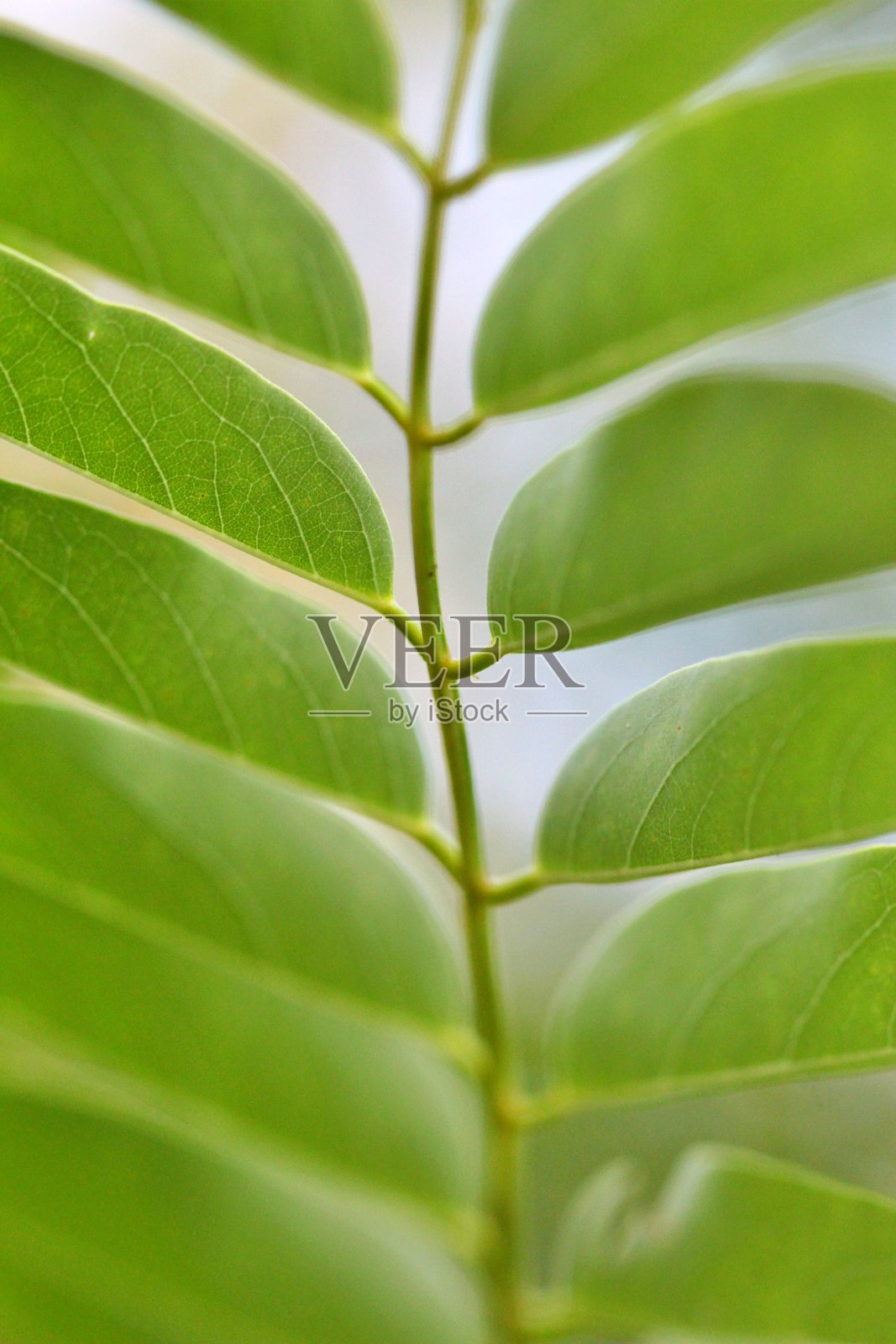 相思叶在夏天。浅景深。近距离图像照片摄影图片