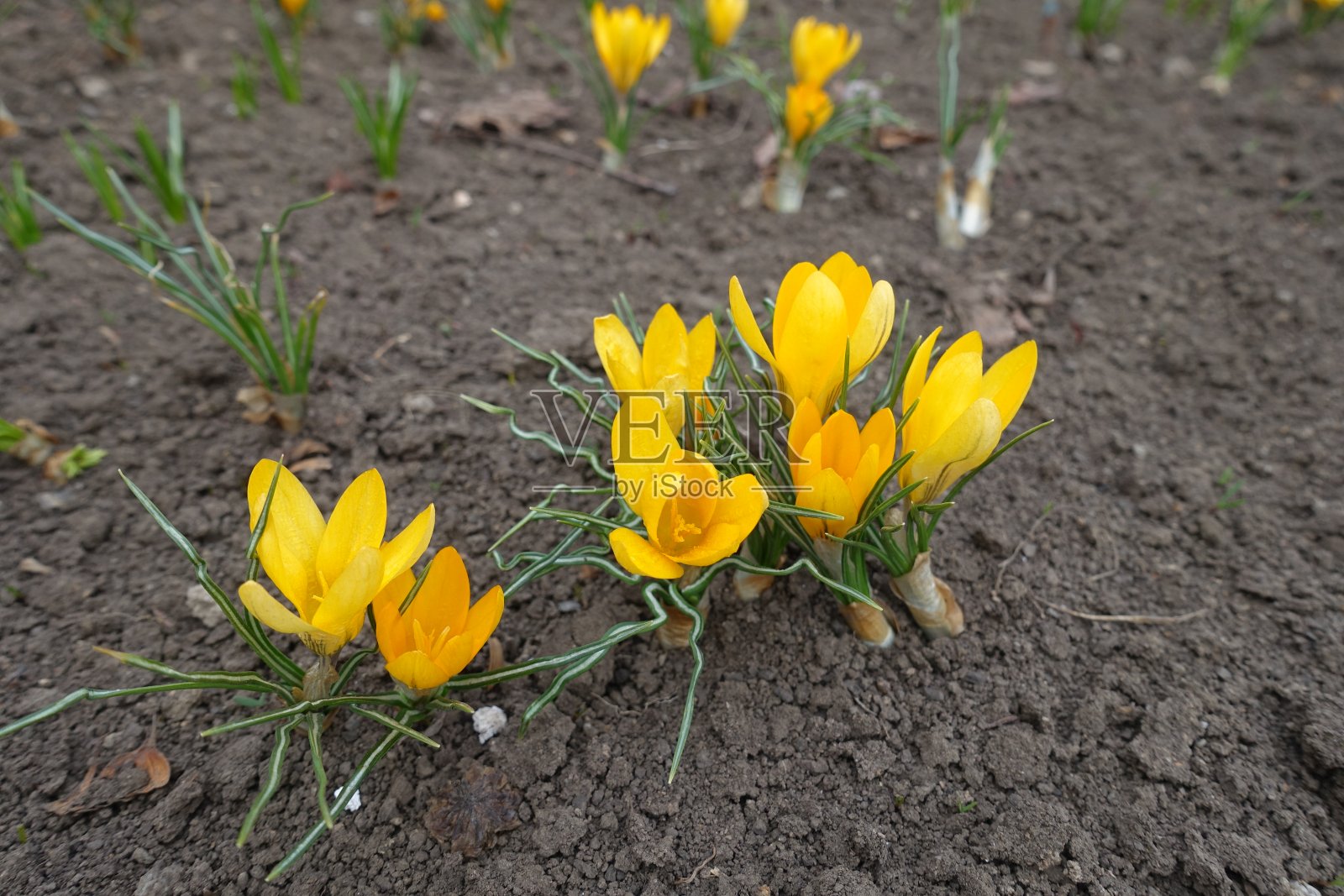 三月的番红花开着金黄色的花照片摄影图片