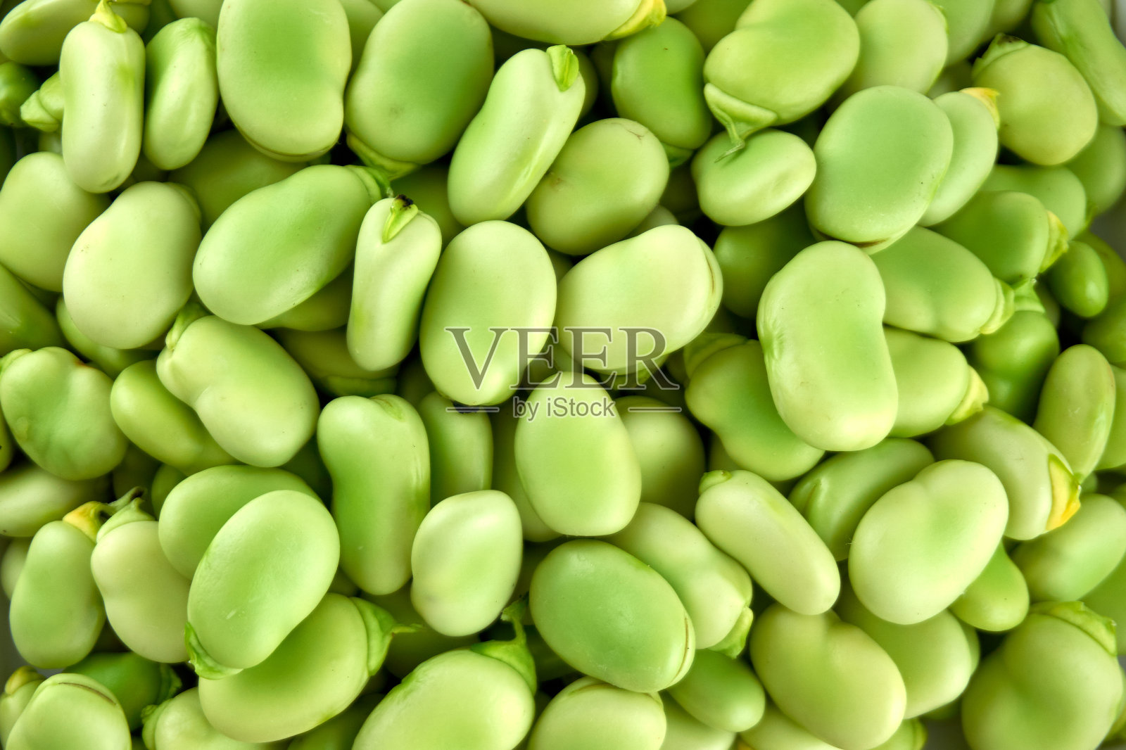 新鲜有机生蚕豆、蚕豆照片摄影图片