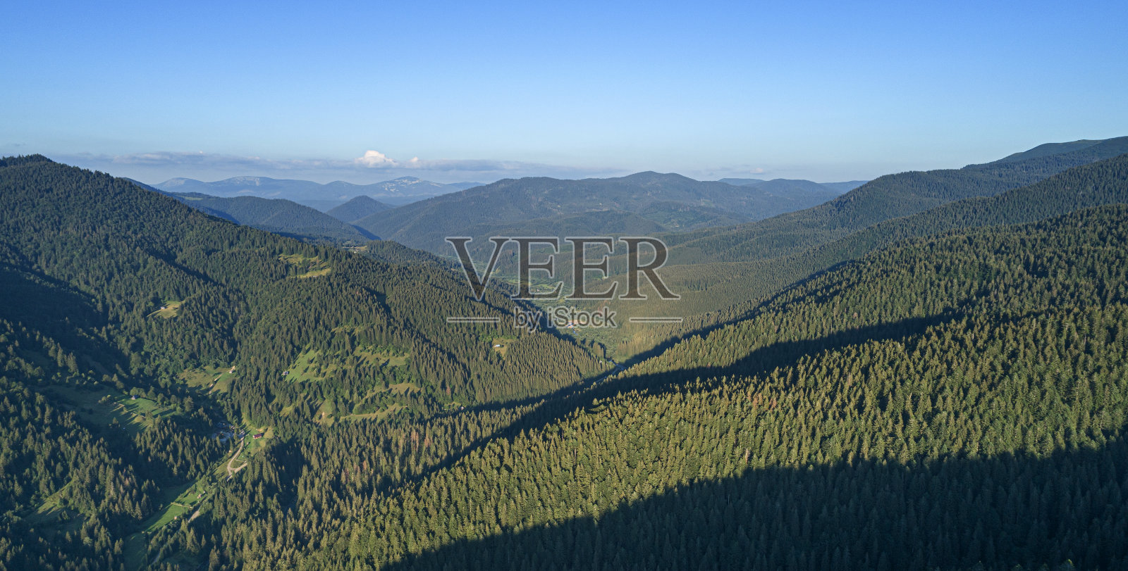 美丽的松树在高山上的背景。照片摄影图片