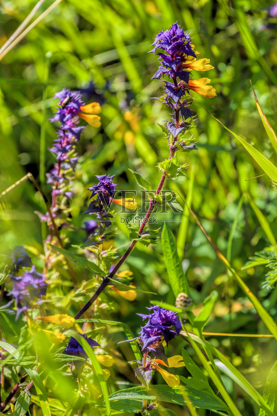 近距离观看紫色和黄色的森林野花伊凡-达-玛利亚在一个红色的茎- Melampyrum Nemorosum -在阳光下的草地。有选择性的重点。照片摄影图片