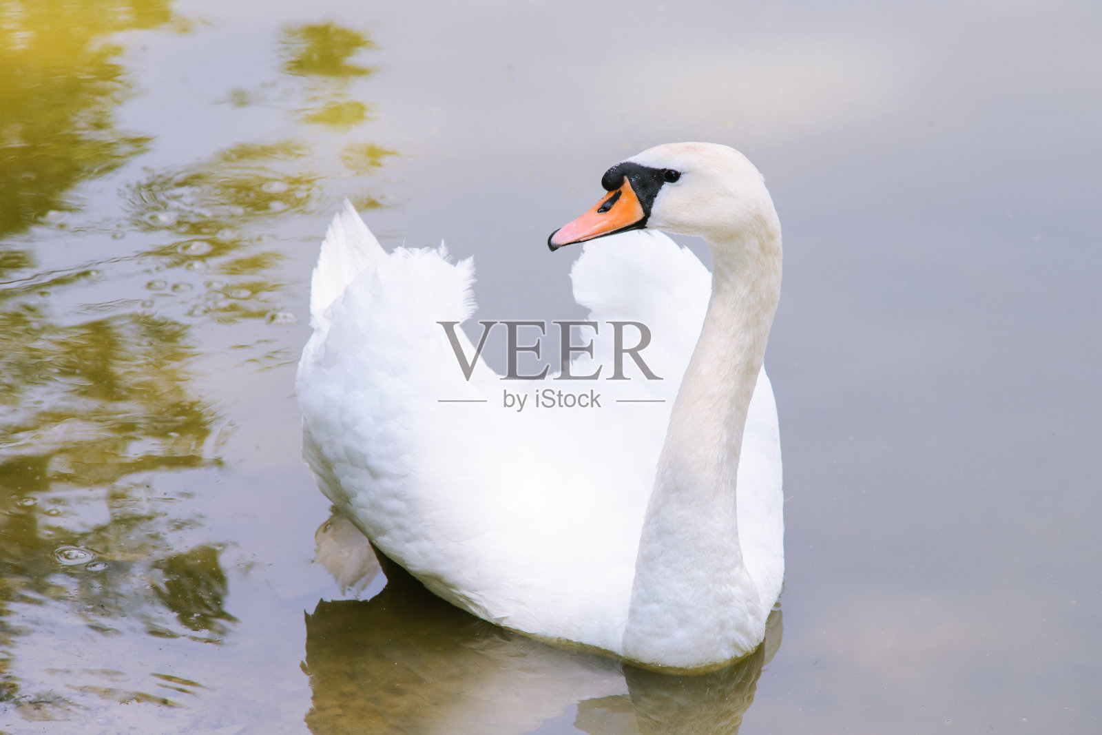 湖上美丽美丽的天鹅照片摄影图片